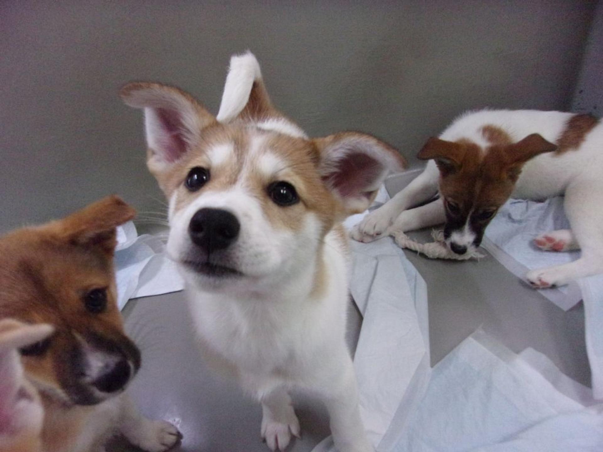 pet-image-4