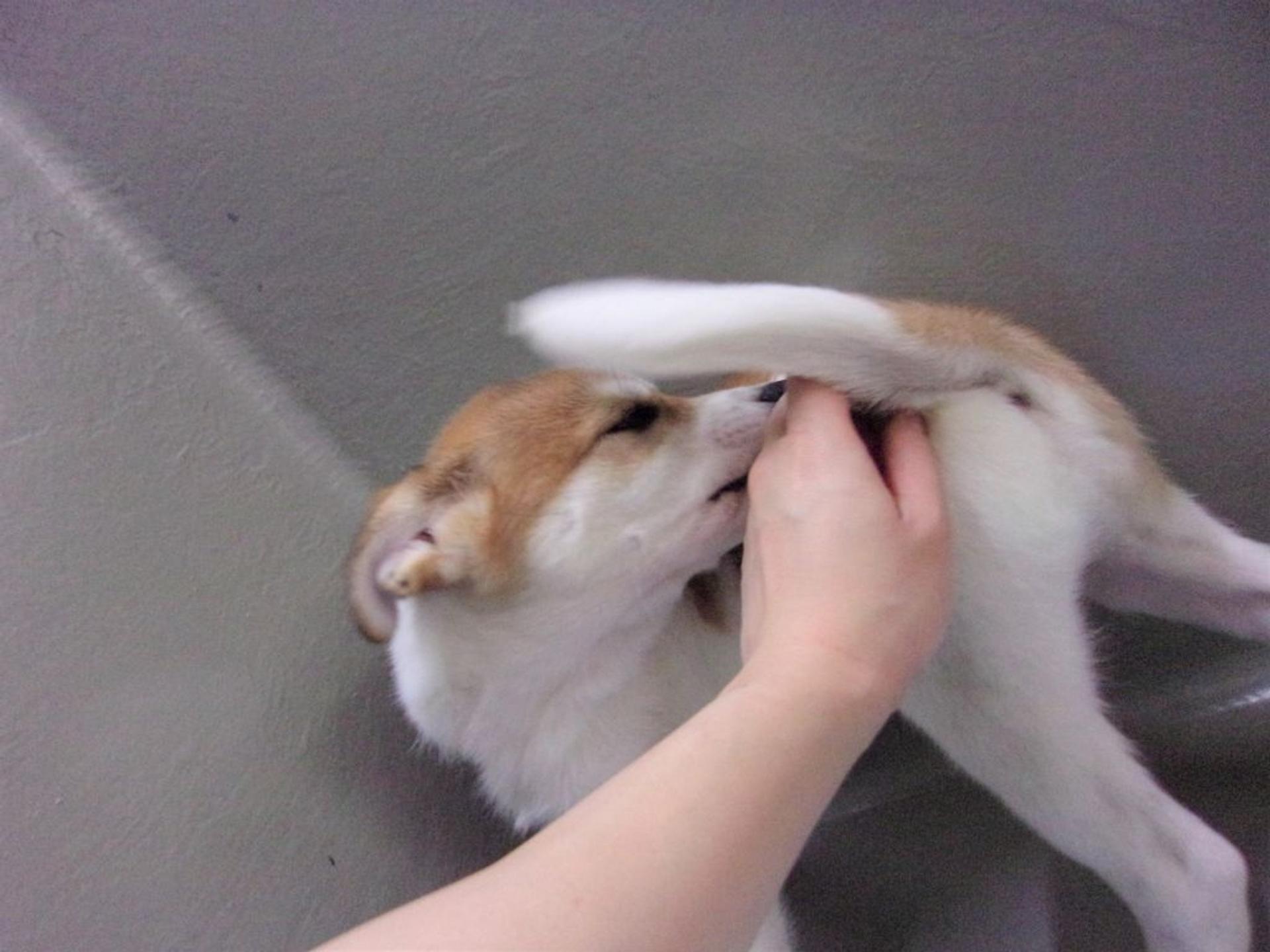pet-image-7