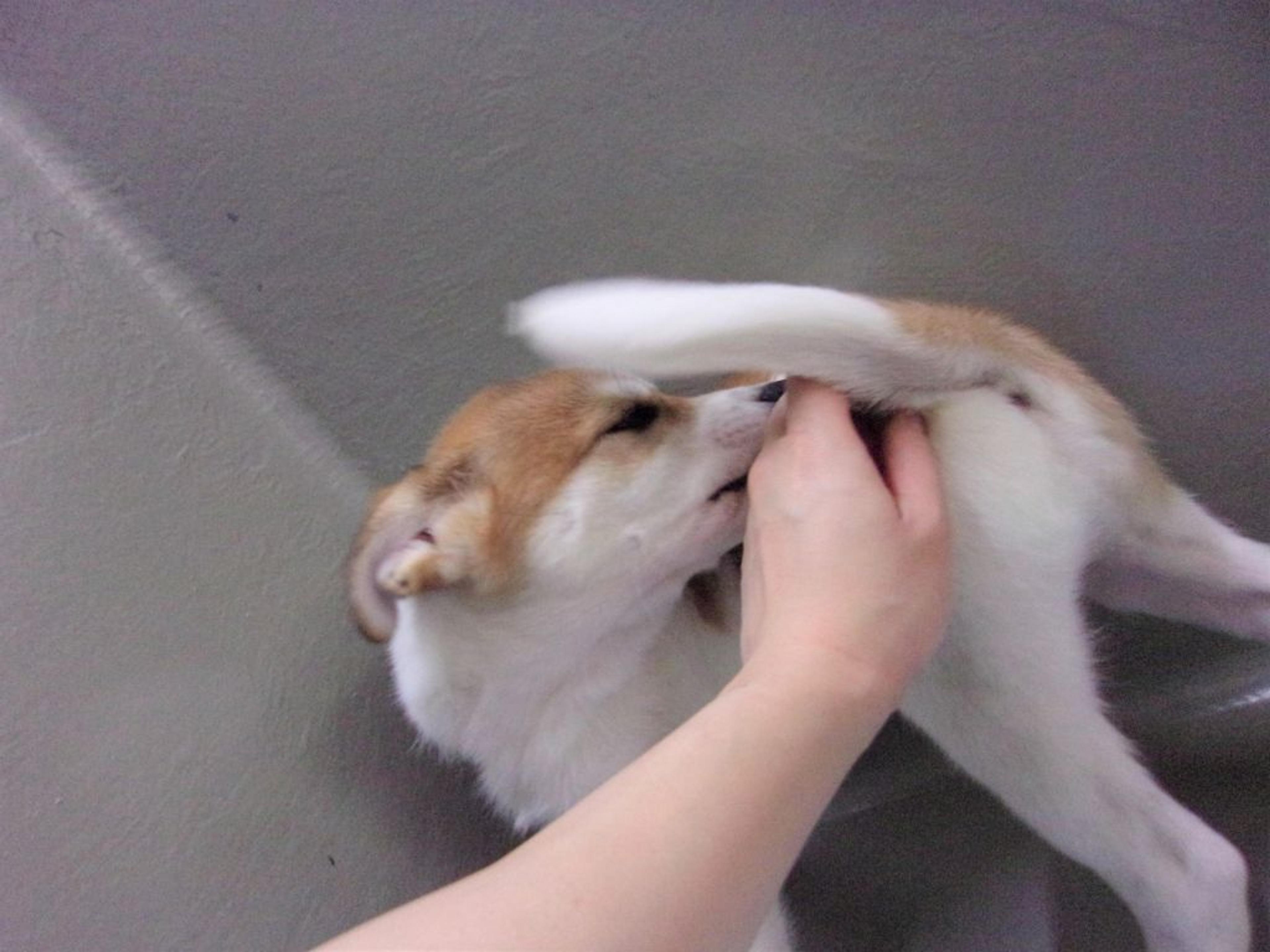 pet-image-7
