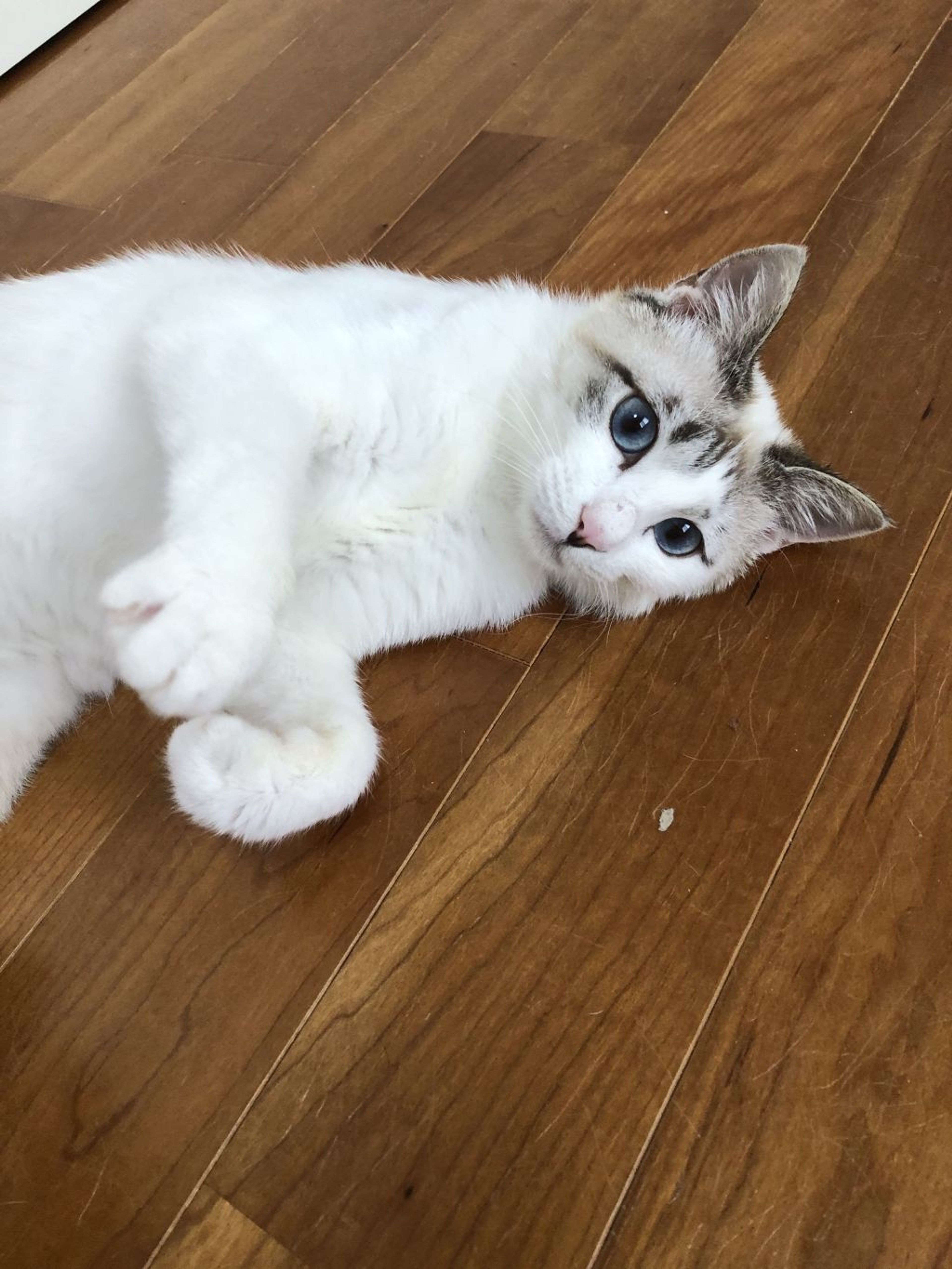 pet-image-4