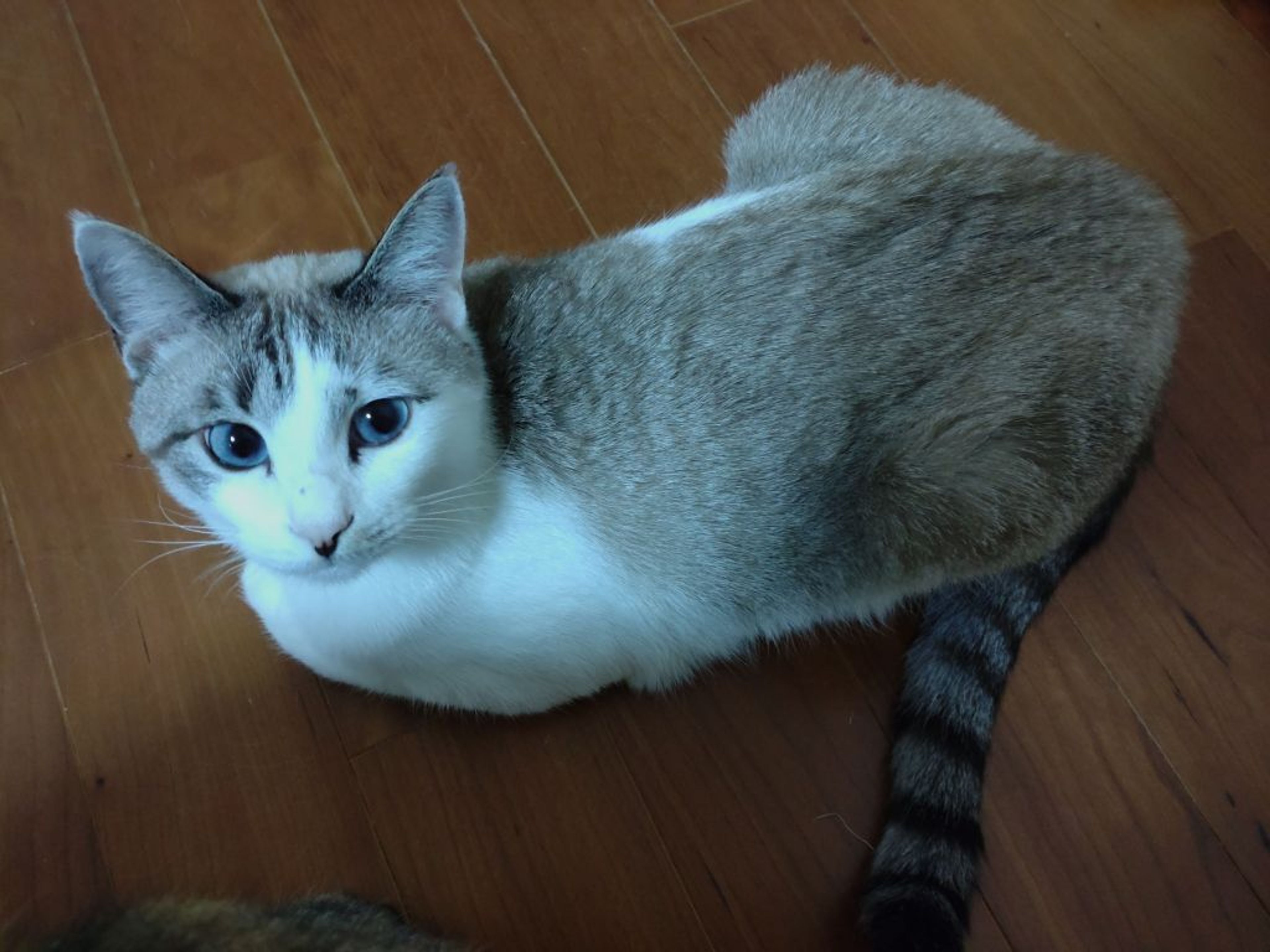 雑種（ミックス猫）・オスの里親募集の写真
