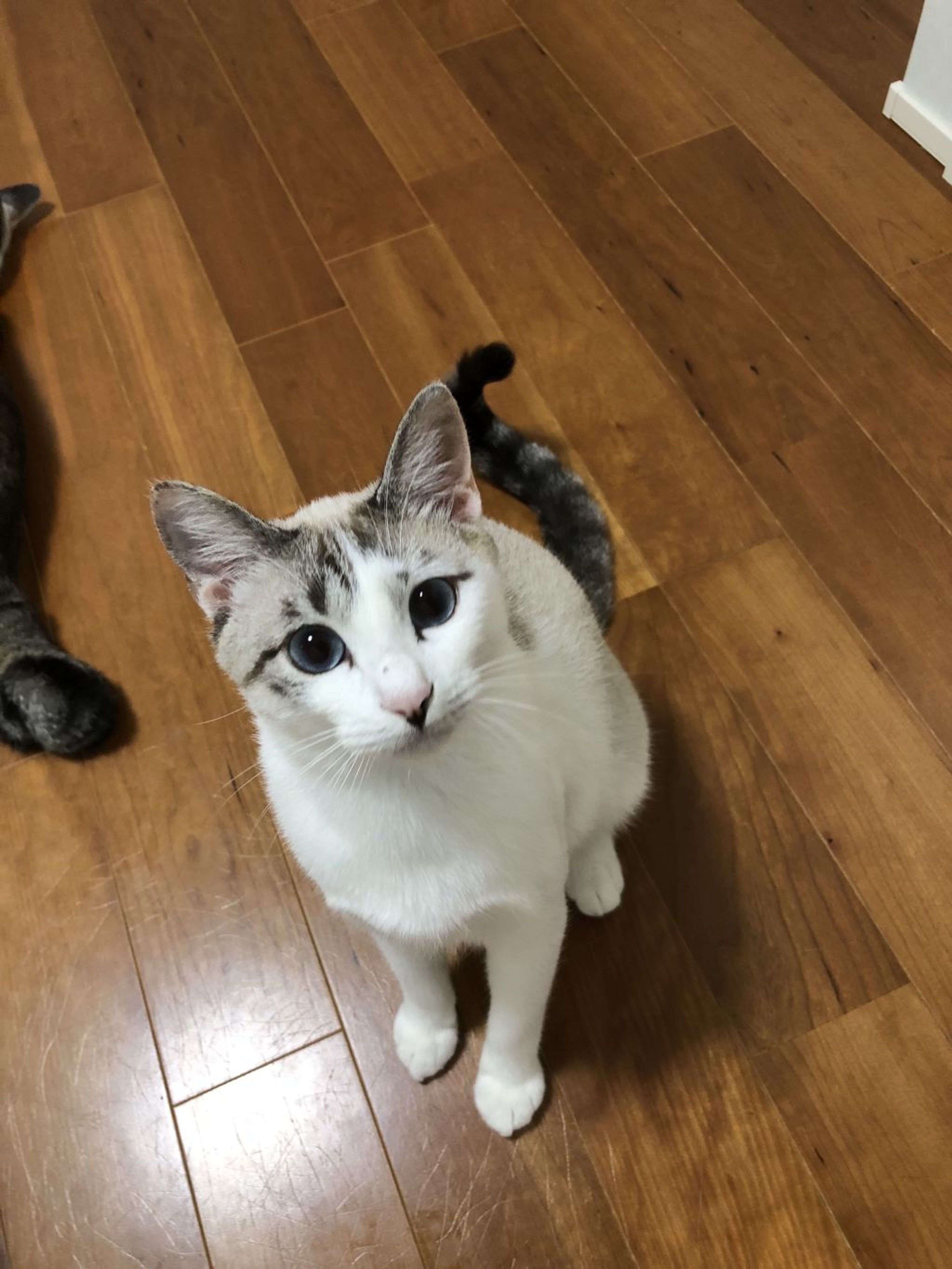 pet-image-2
