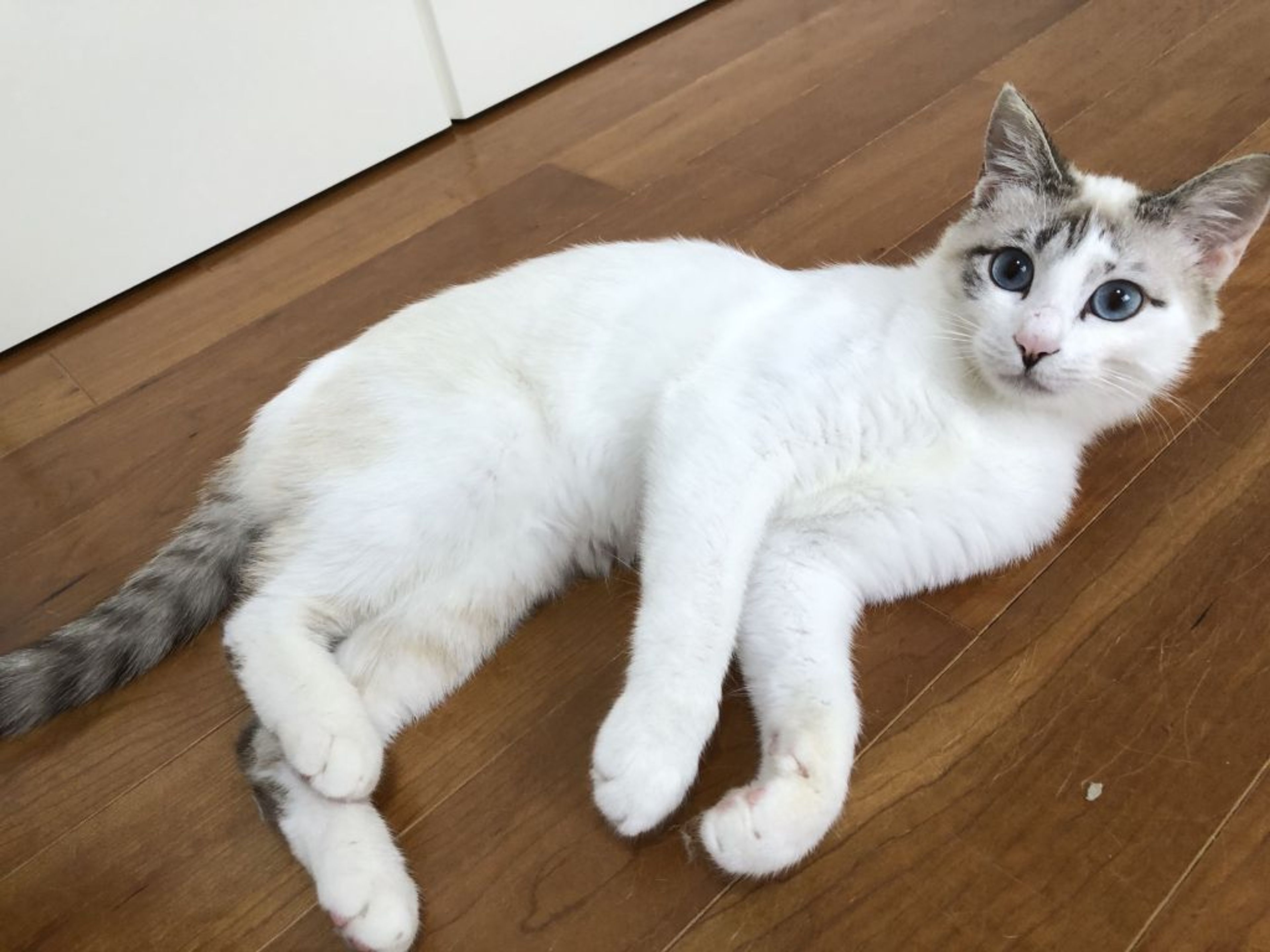 pet-image-3