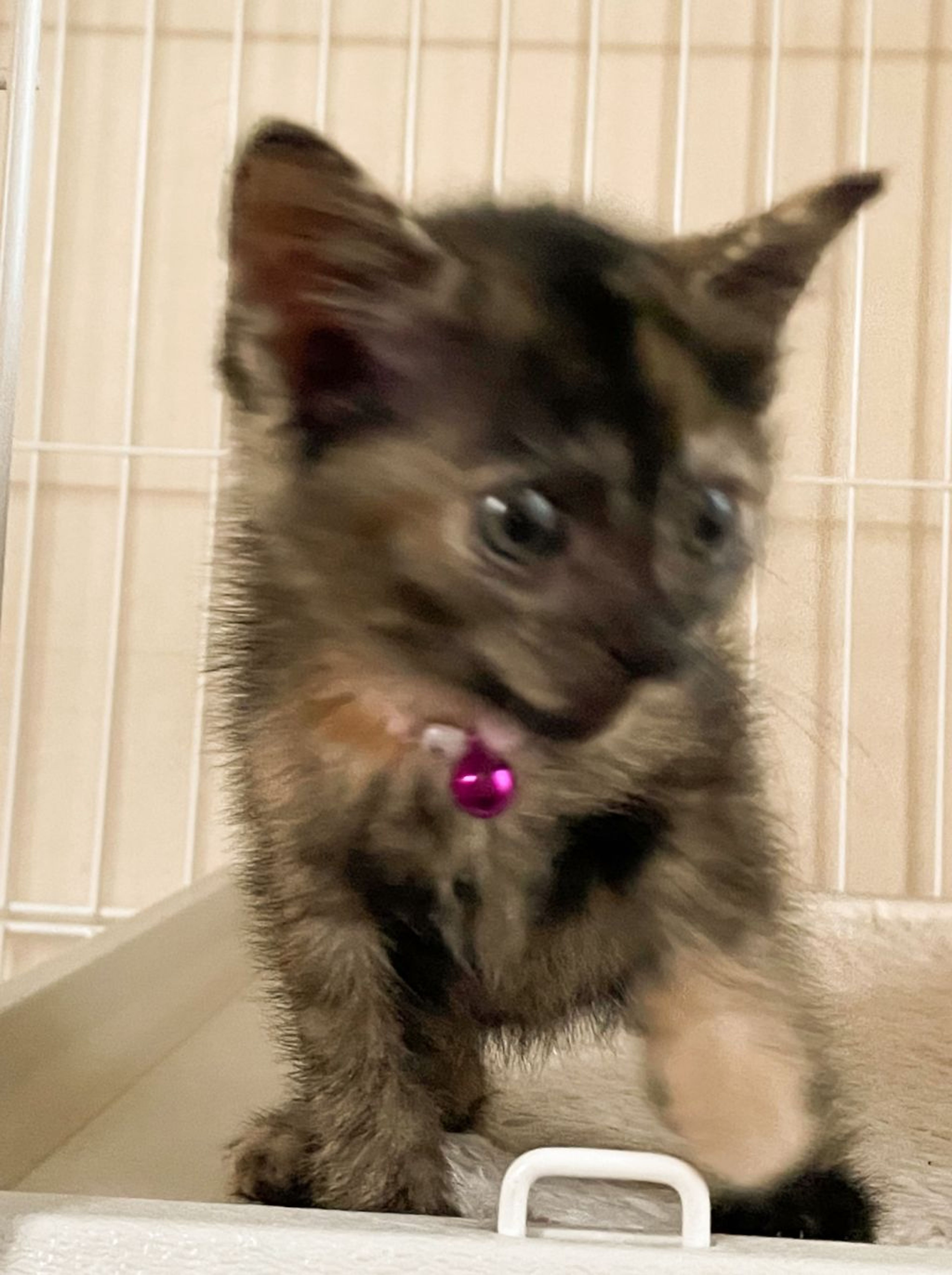 pet-image-4