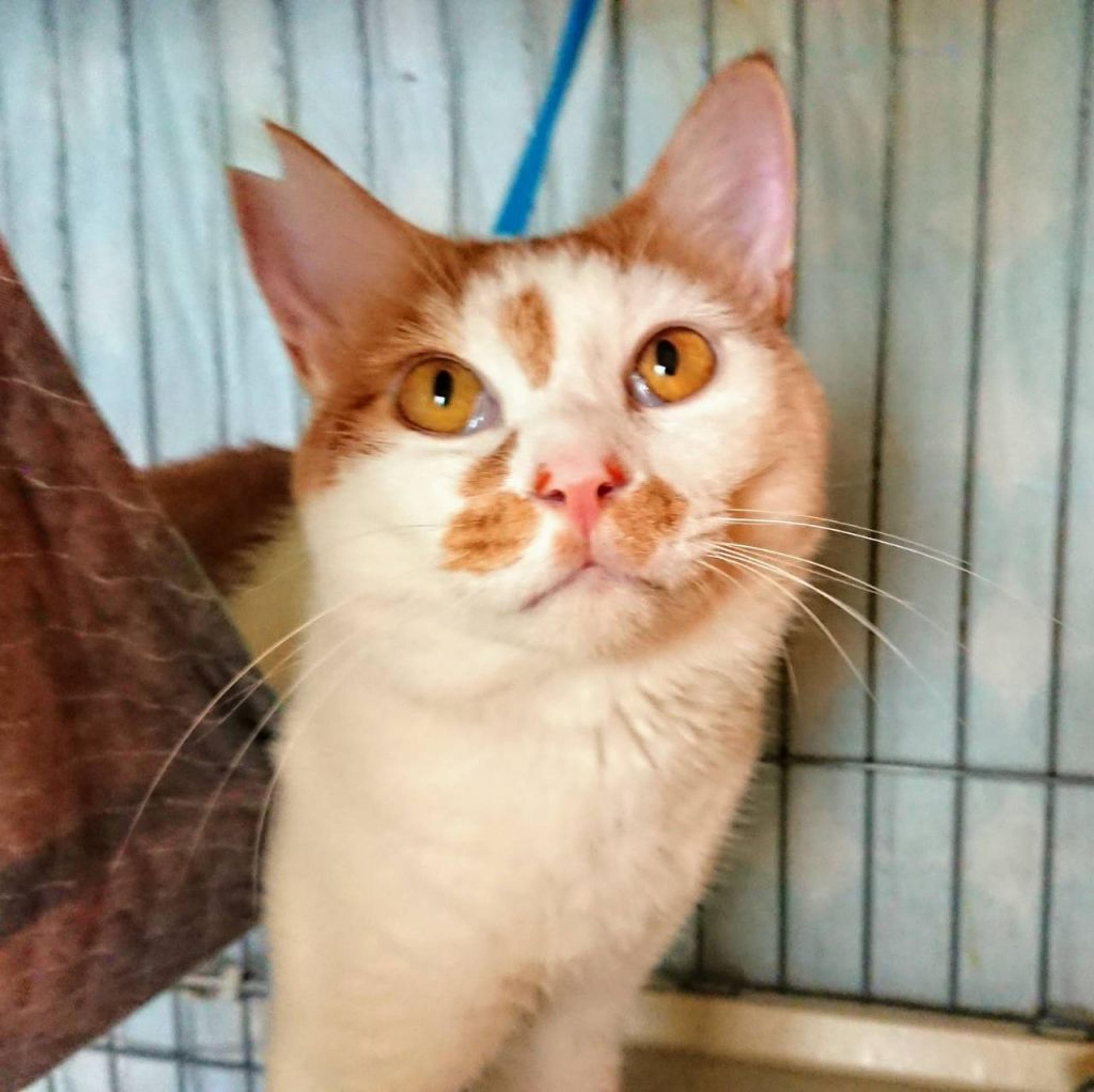 pet-image-2