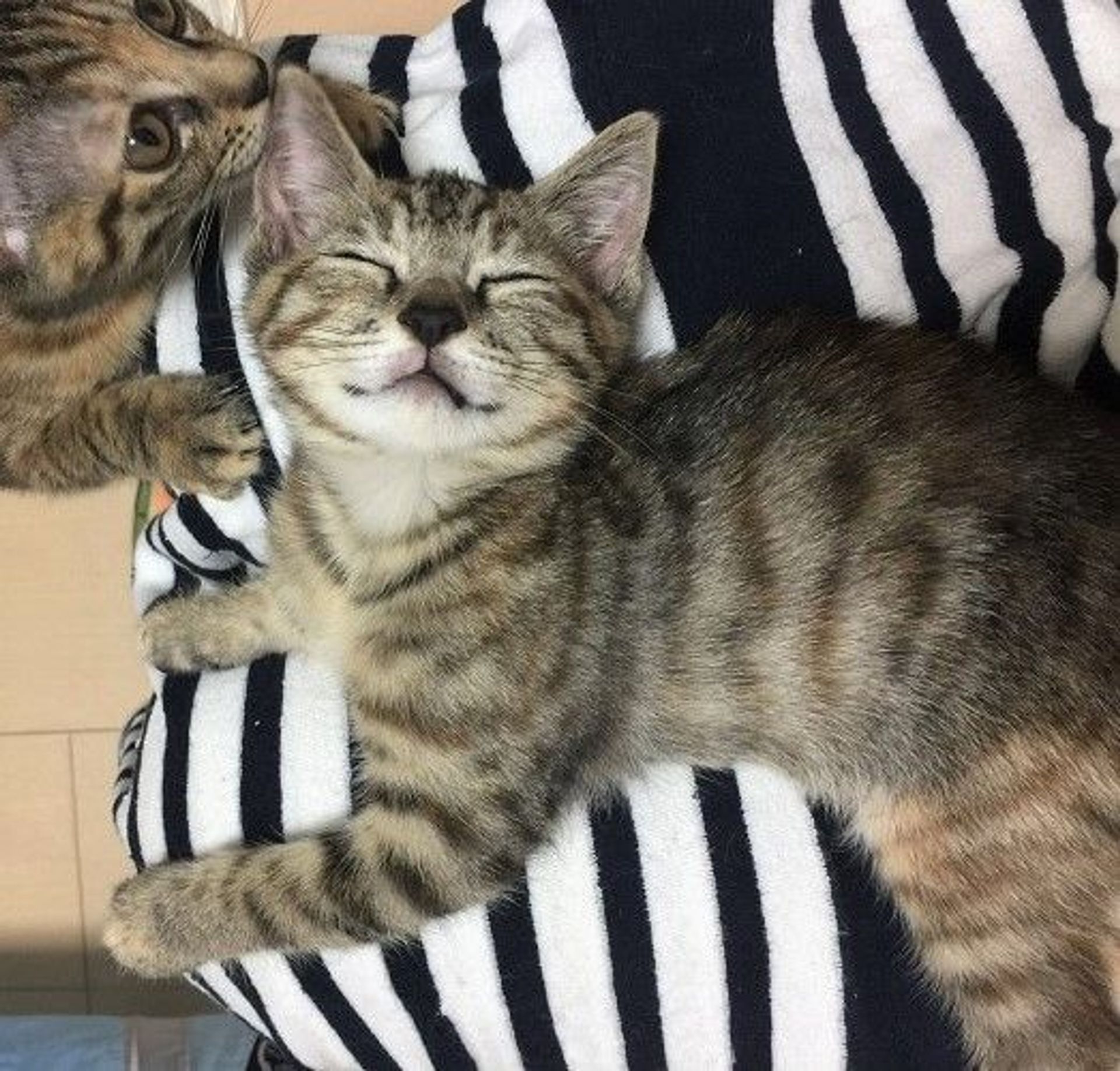雑種（ミックス猫）・メスの里親募集の写真