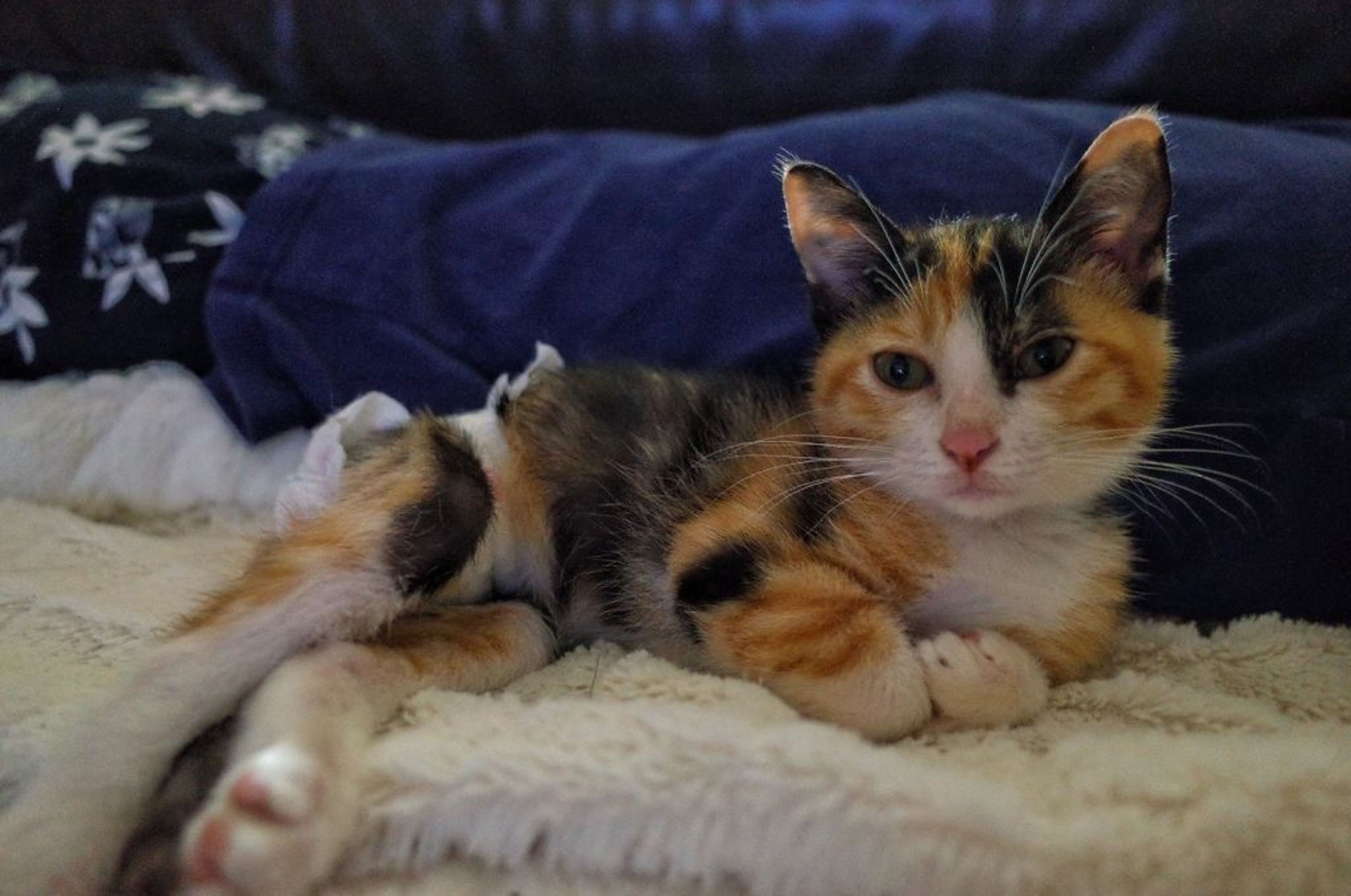 雑種（ミックス猫）・メスの里親募集の写真