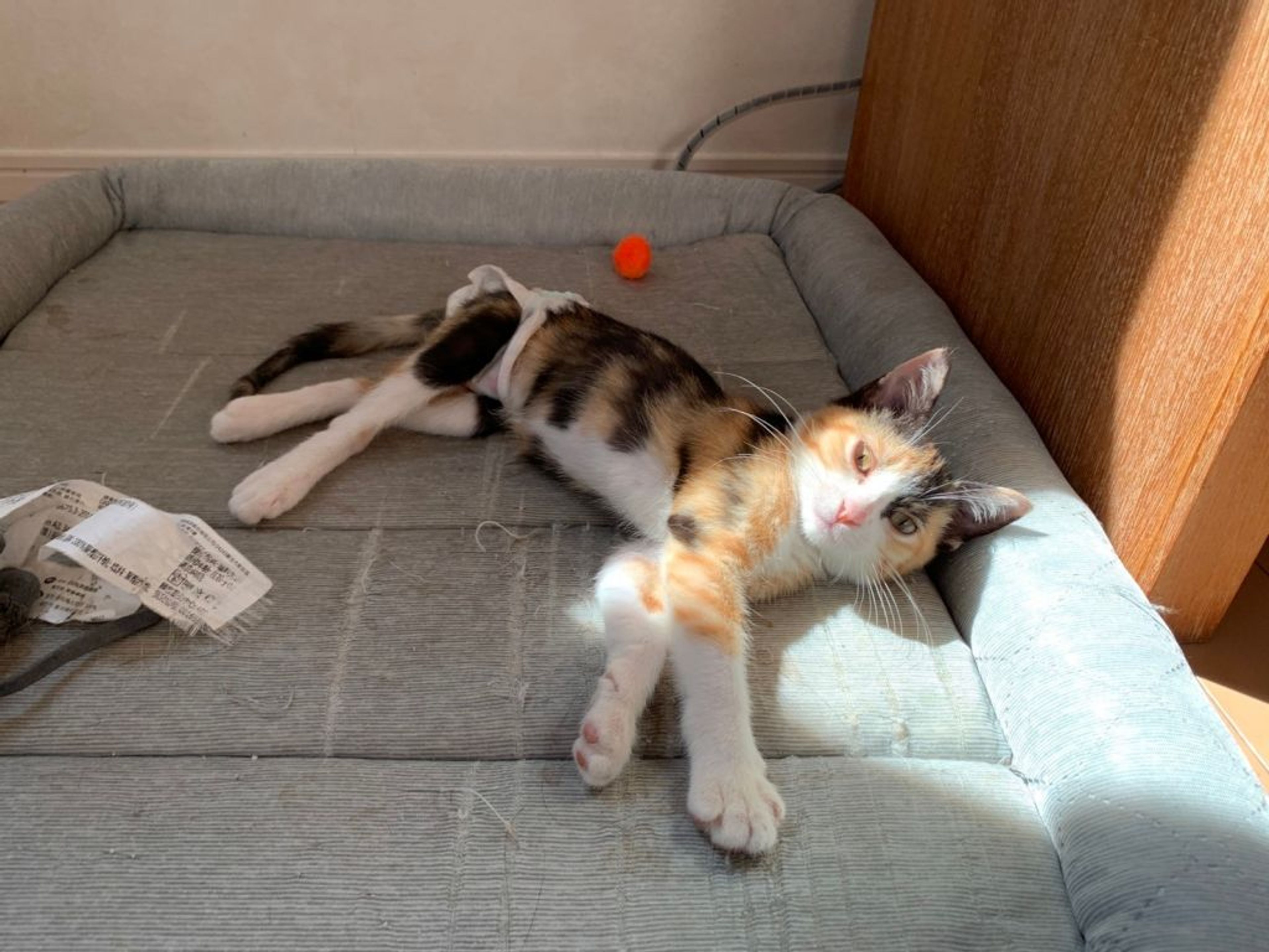 pet-image-2
