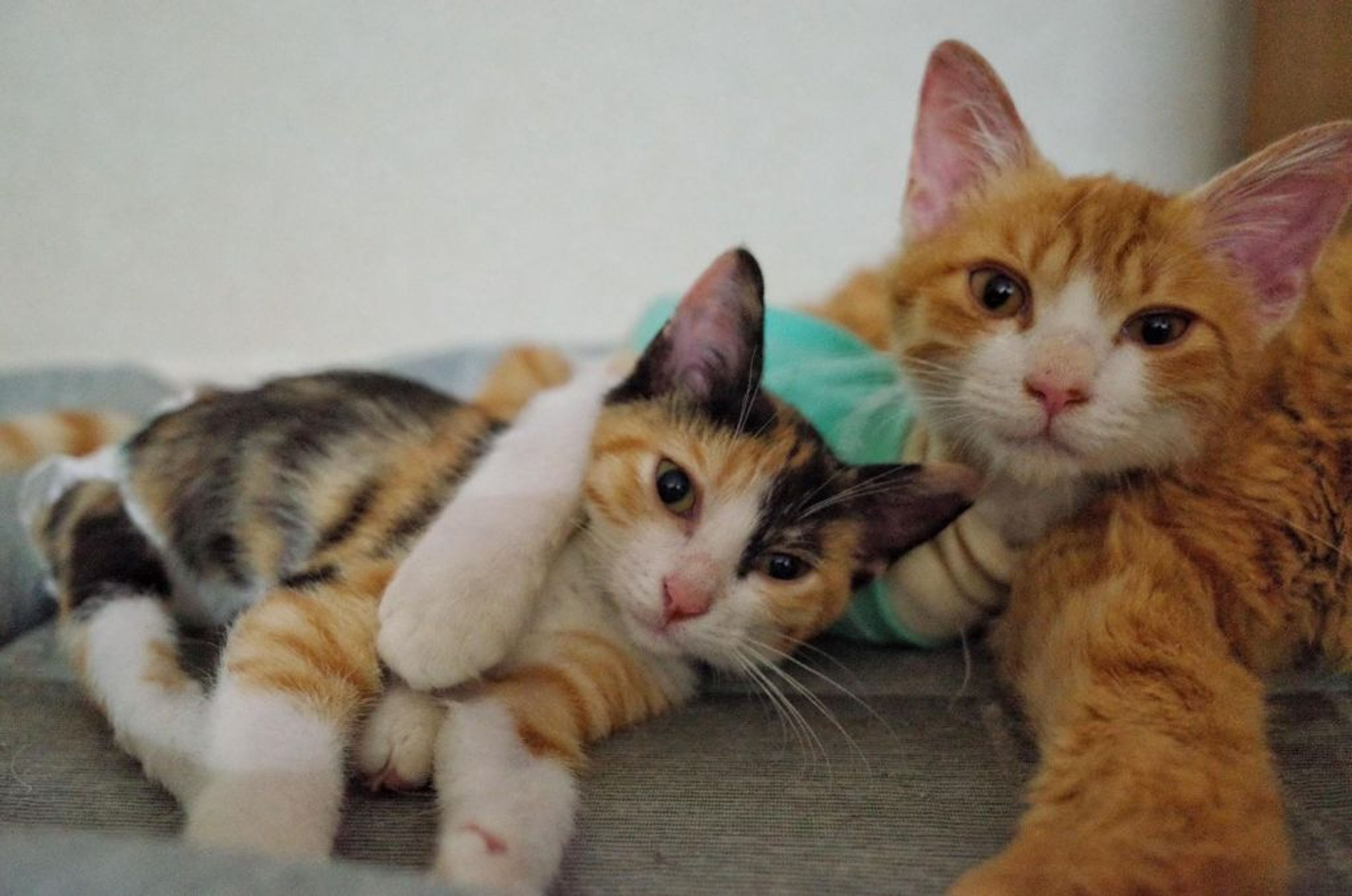 pet-image-3