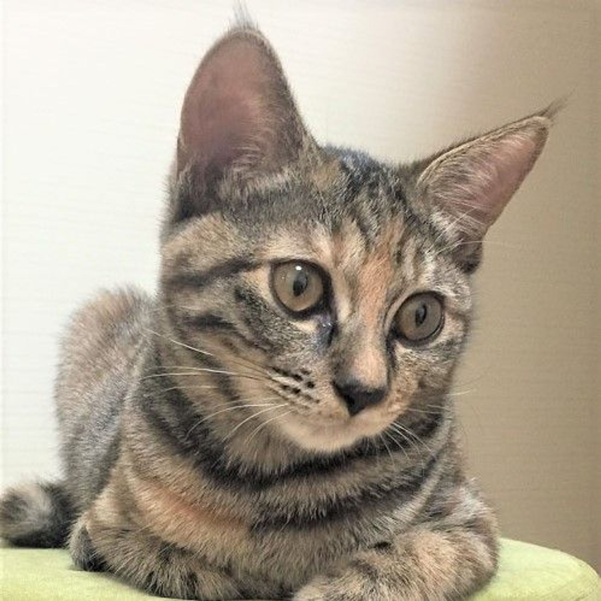 雑種（ミックス猫）・メスの里親募集の写真