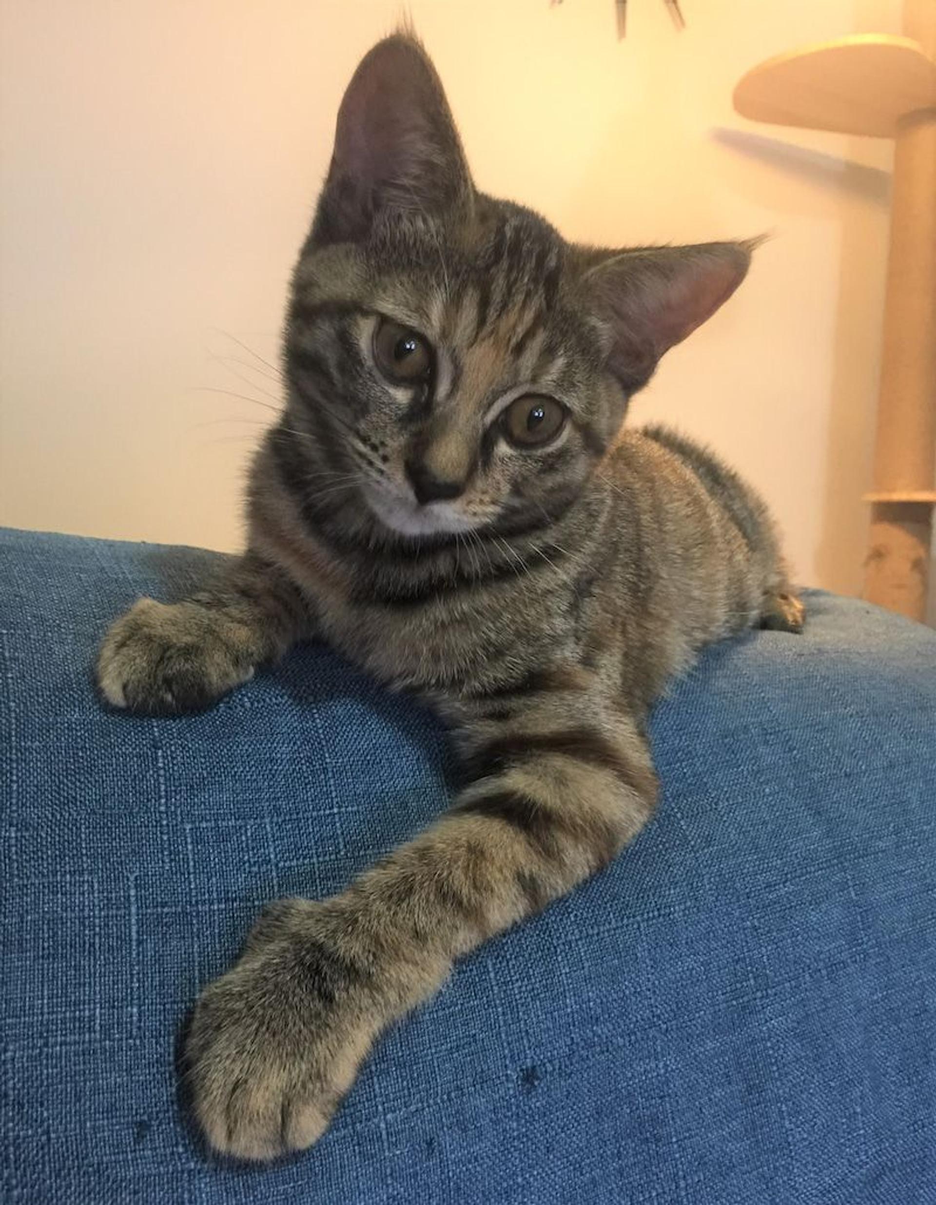 pet-image-2