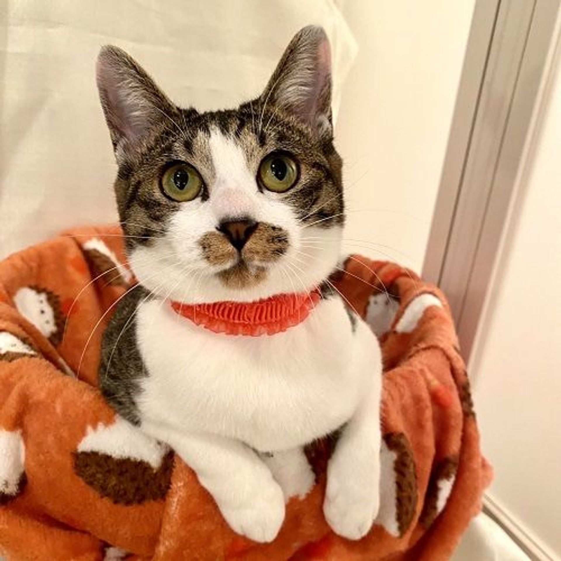 雑種（ミックス猫）・メスの里親募集の写真