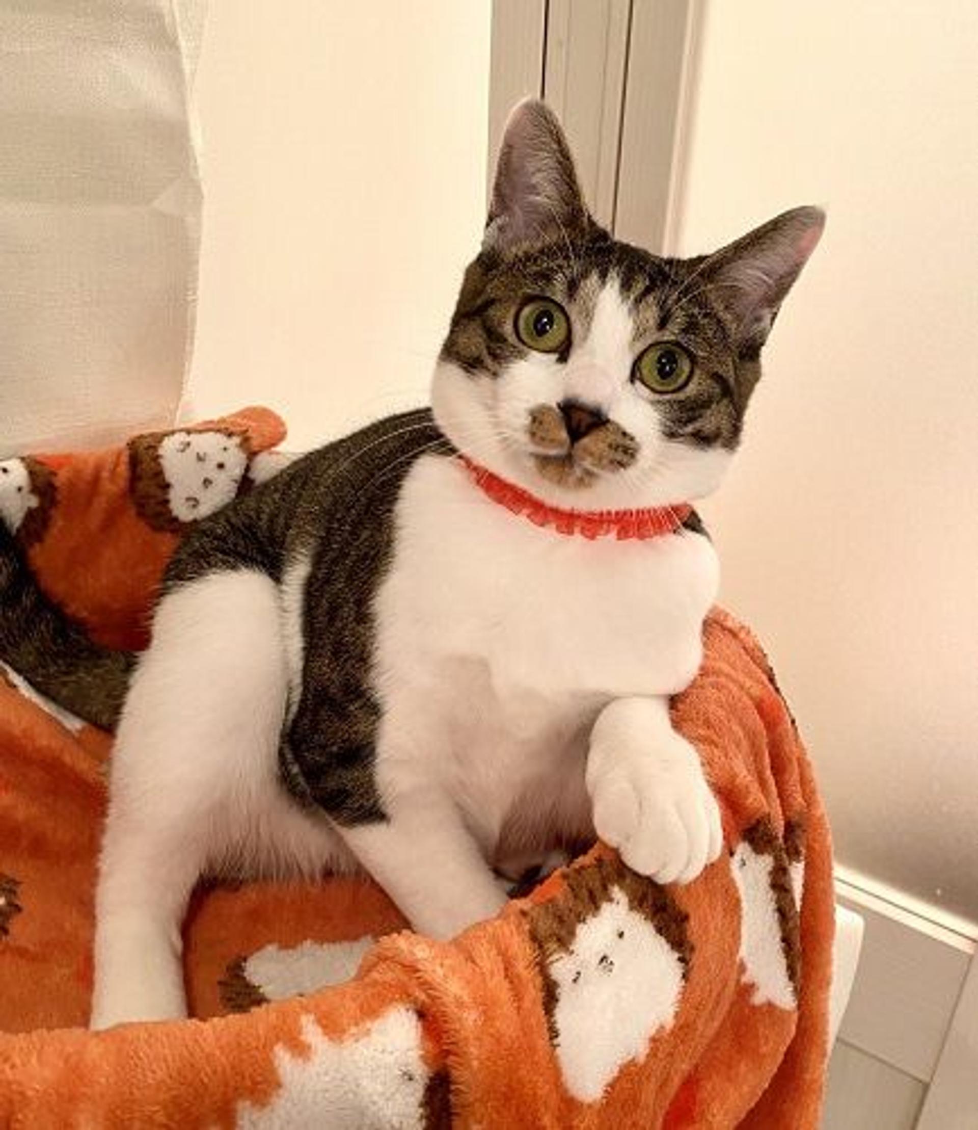 pet-image-2