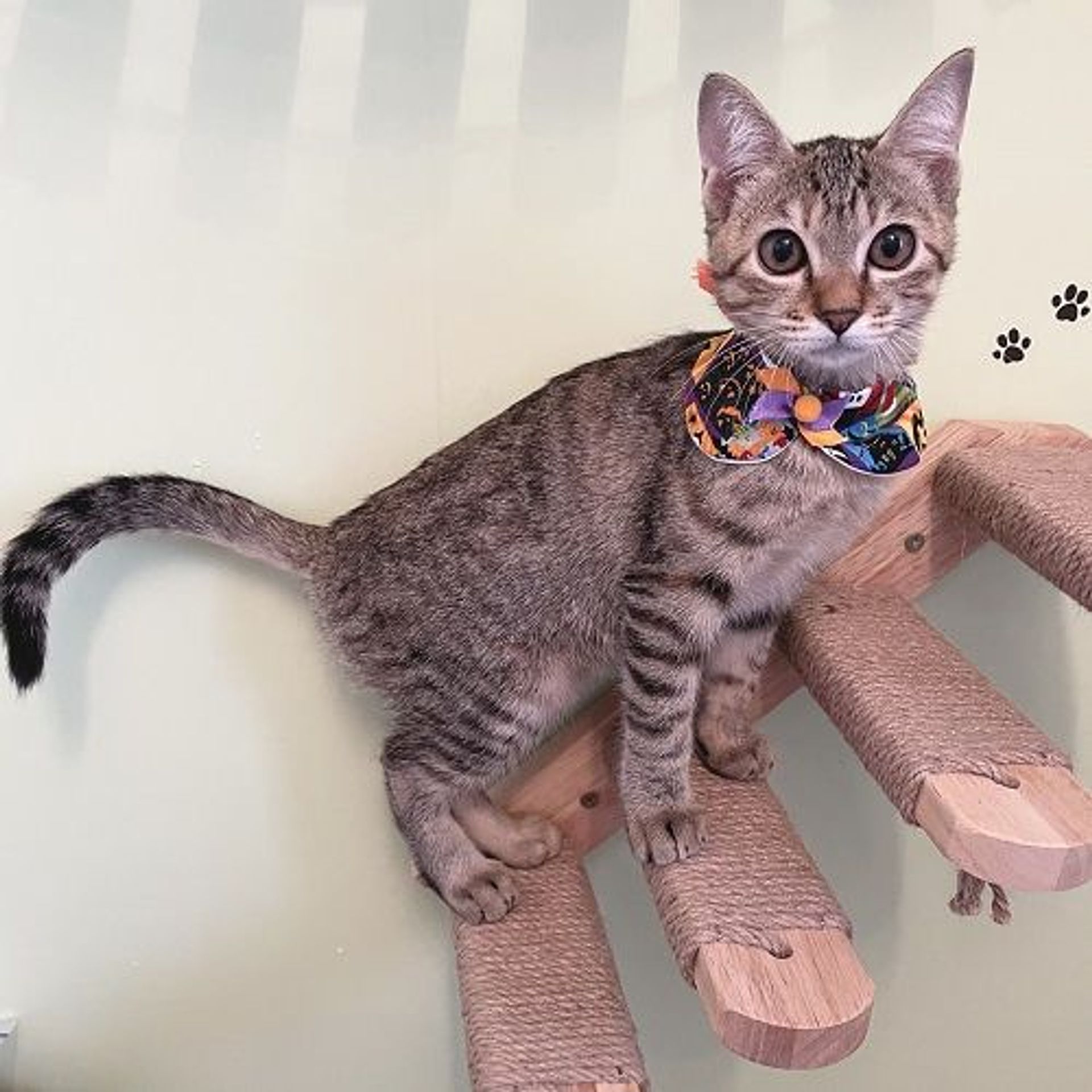 雑種（ミックス猫）・メスの里親募集の写真