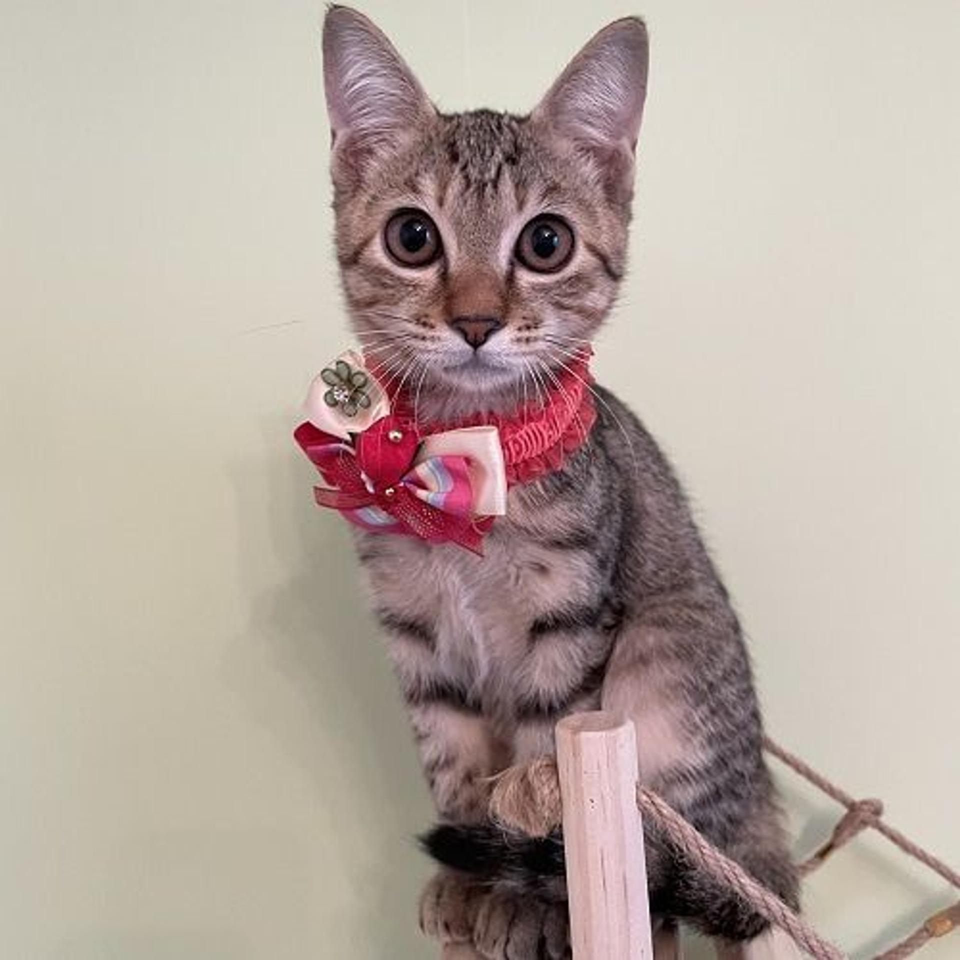 pet-image-3