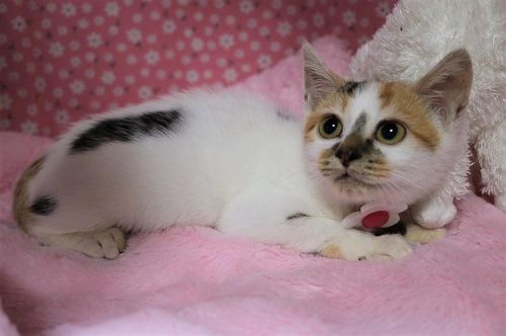 pet-image-2