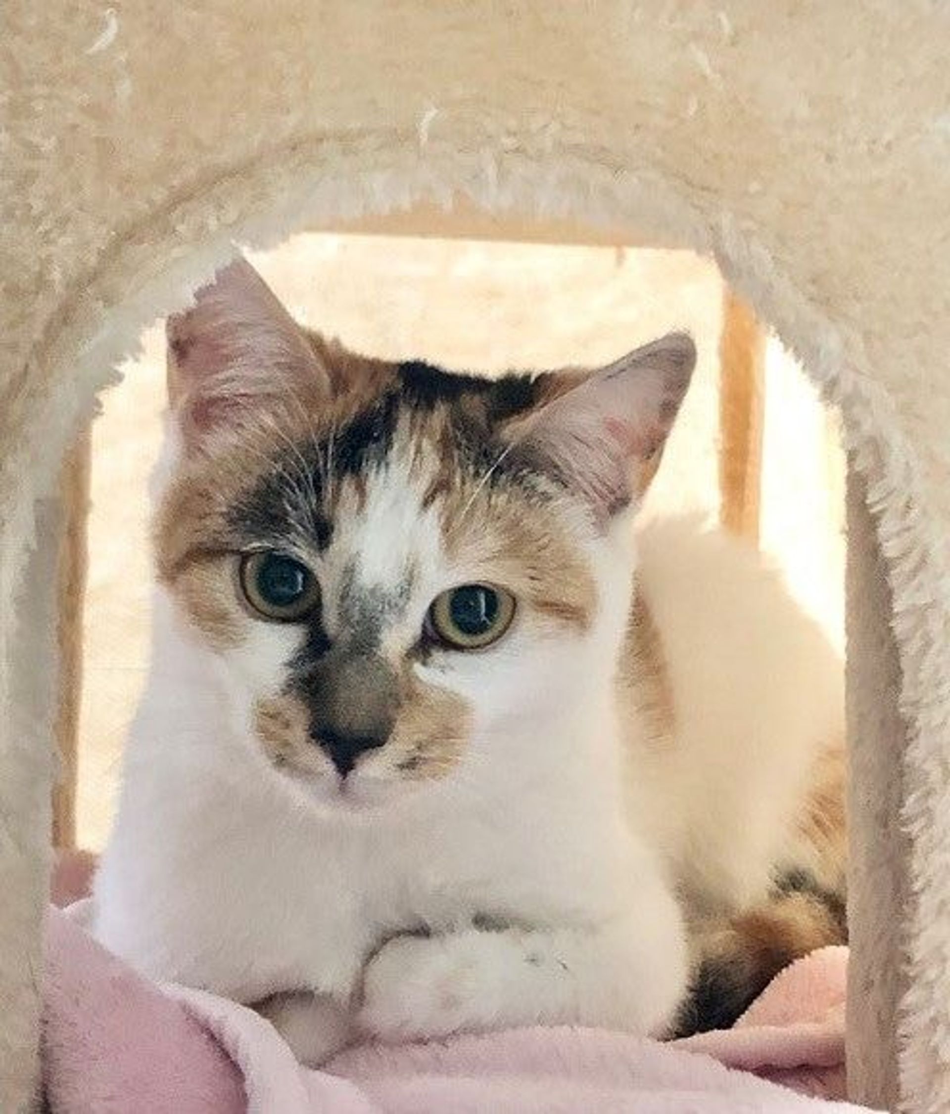 日本猫・メスの里親募集の写真