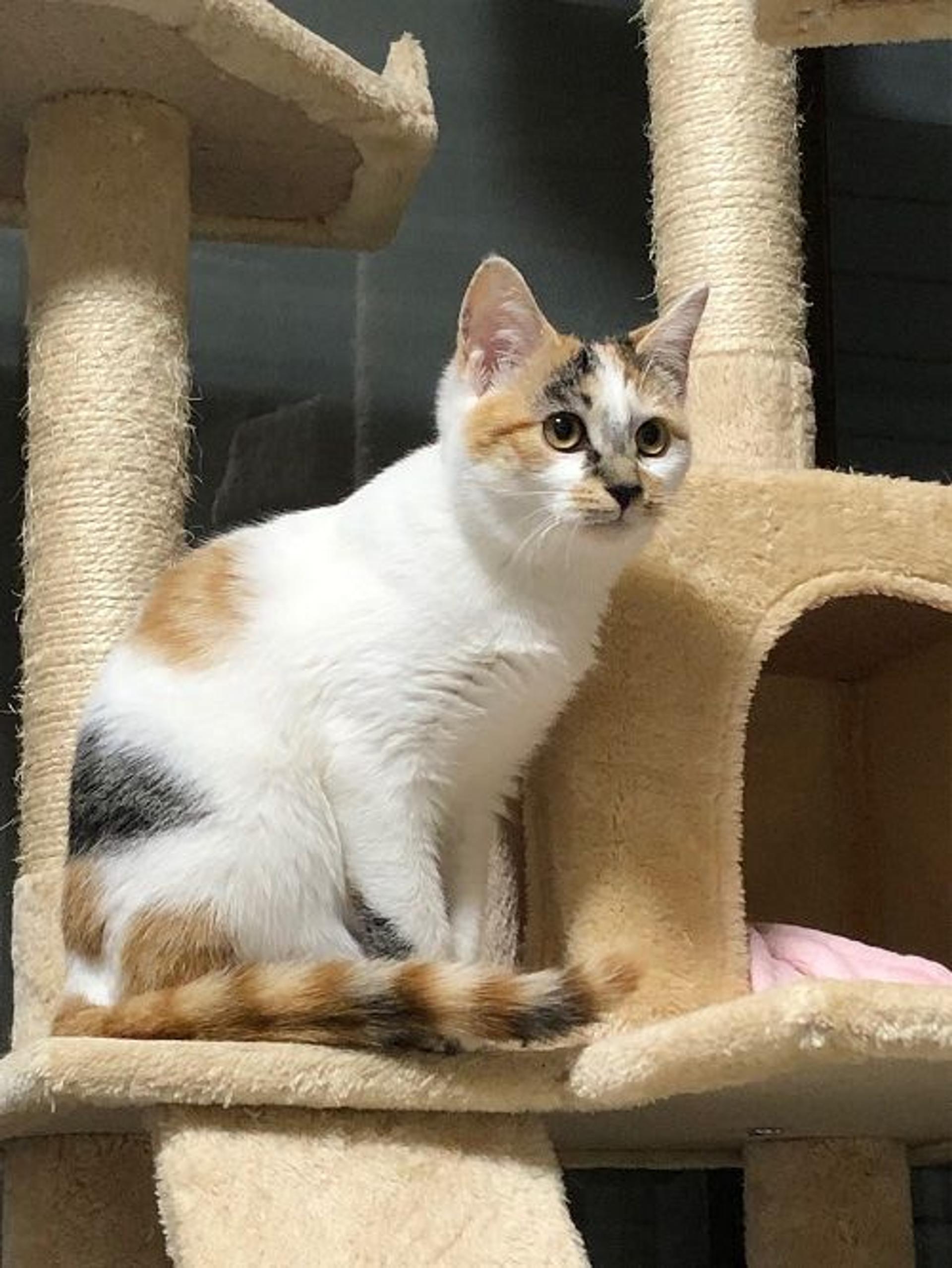 pet-image-2