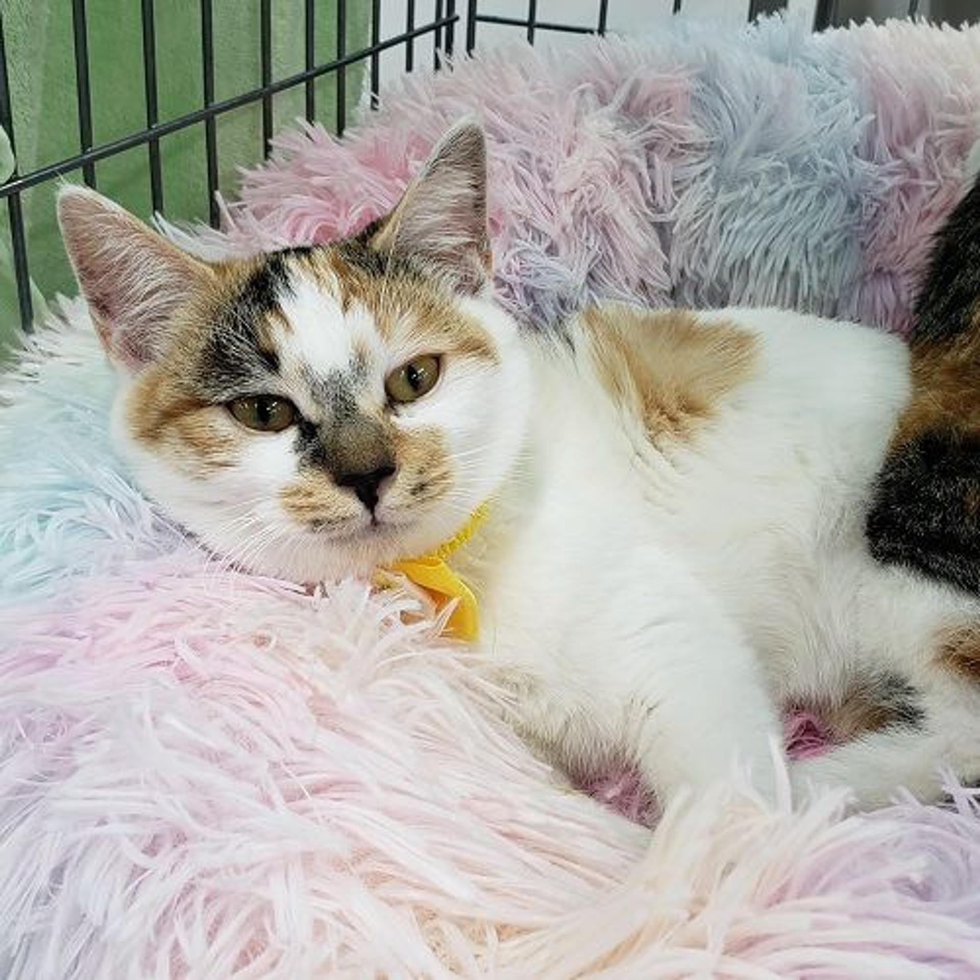 pet-image-3