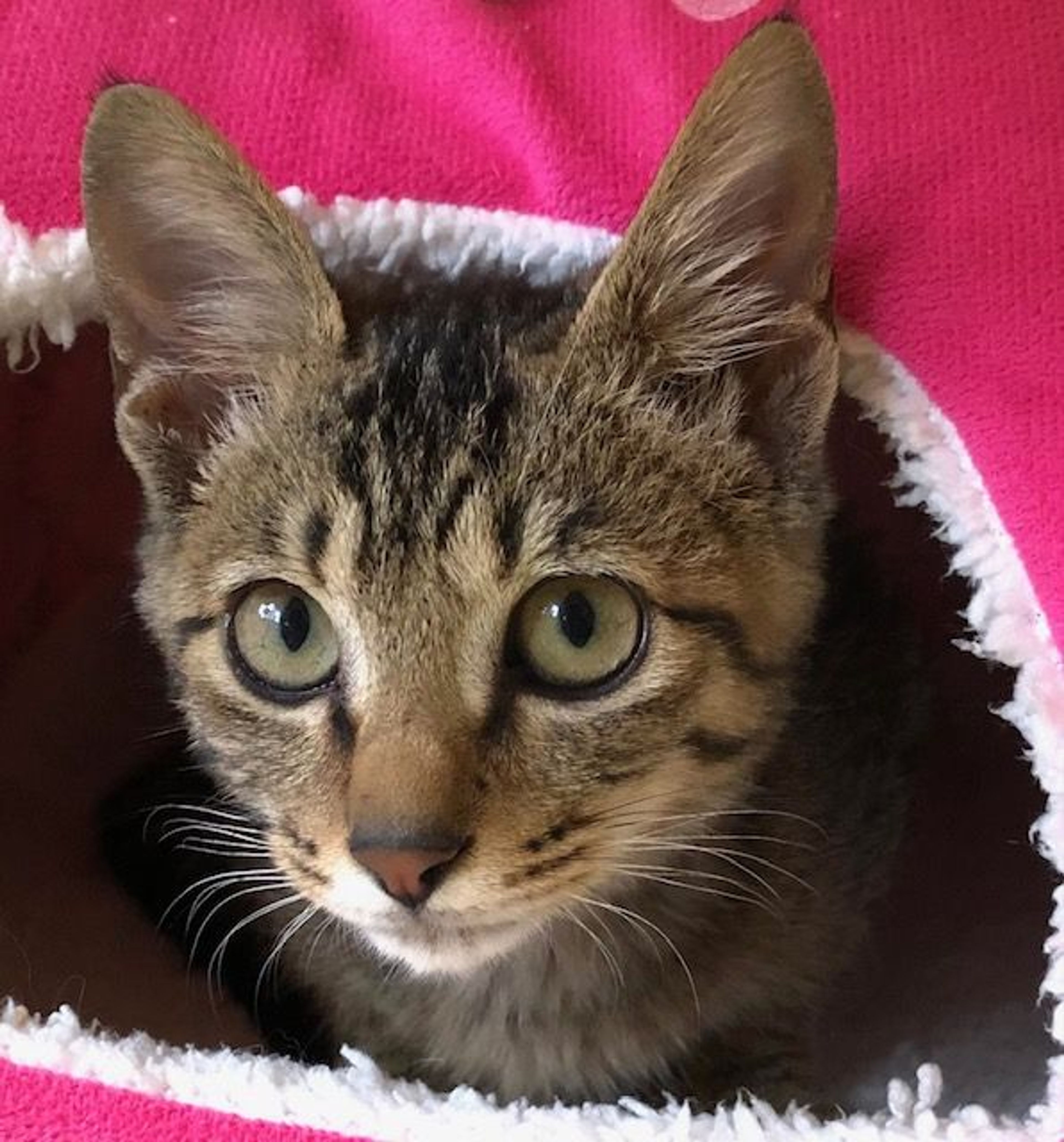 雑種（ミックス猫）・オスの里親募集の写真