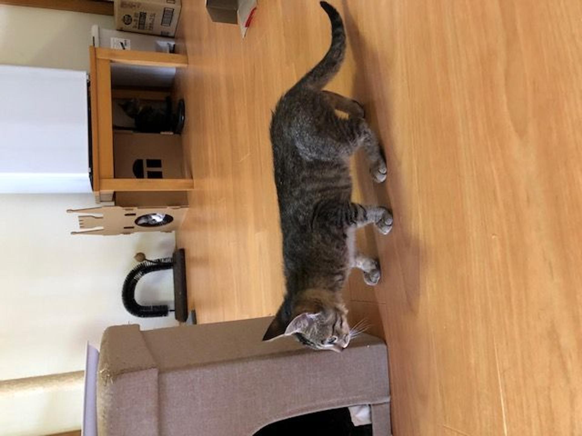pet-image-2