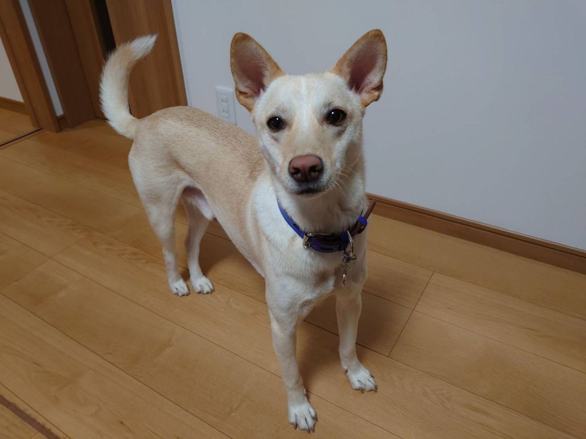 雑種（ミックス犬）・オスの里親募集の写真