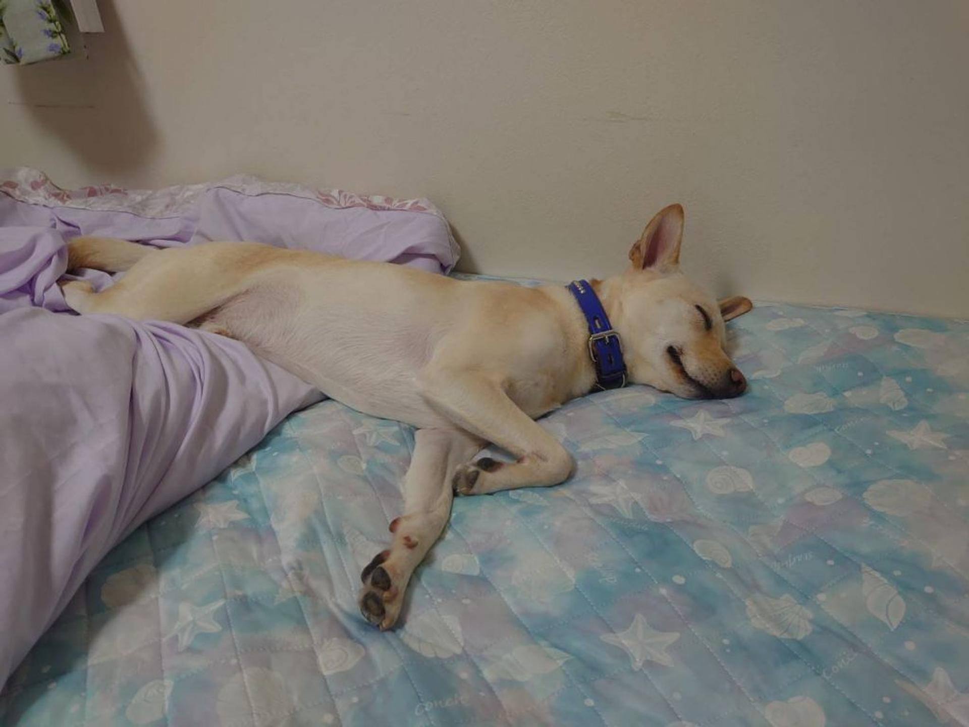 pet-image-3