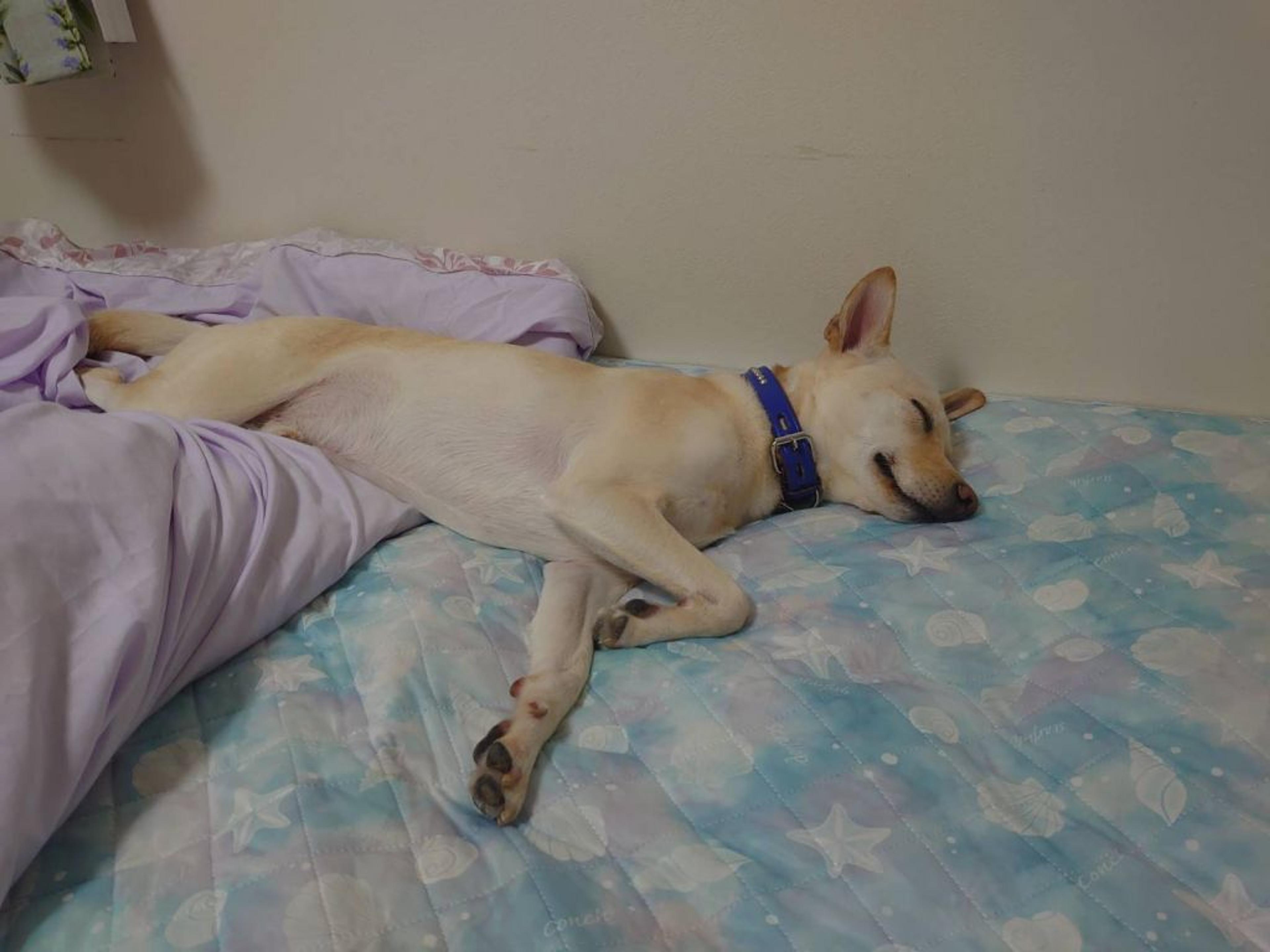 pet-image-3