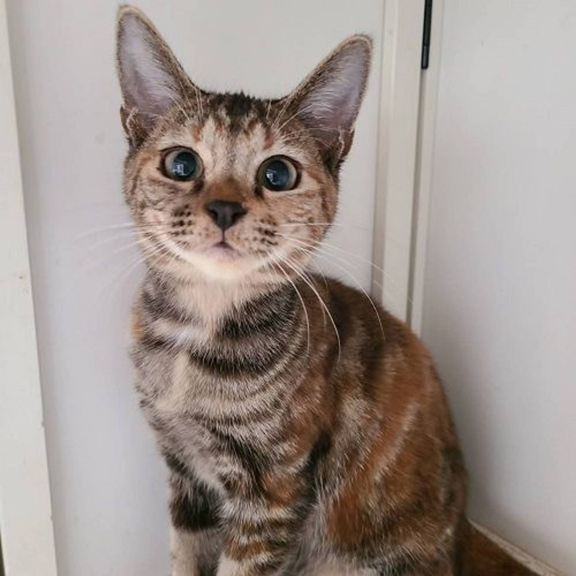 雑種（ミックス猫）・メスの里親募集の写真