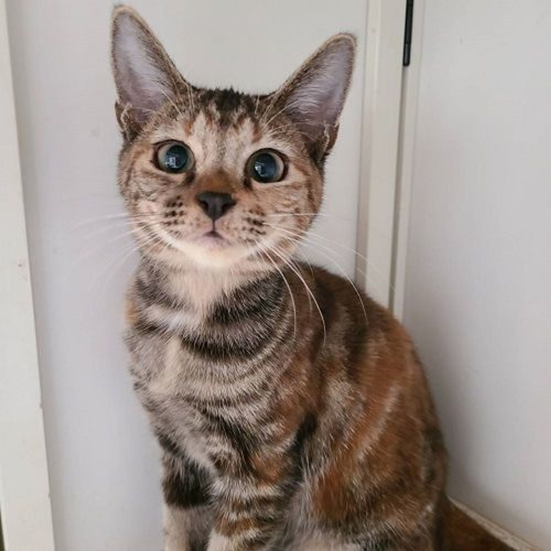 雑種（ミックス猫）・メスの里親募集の写真