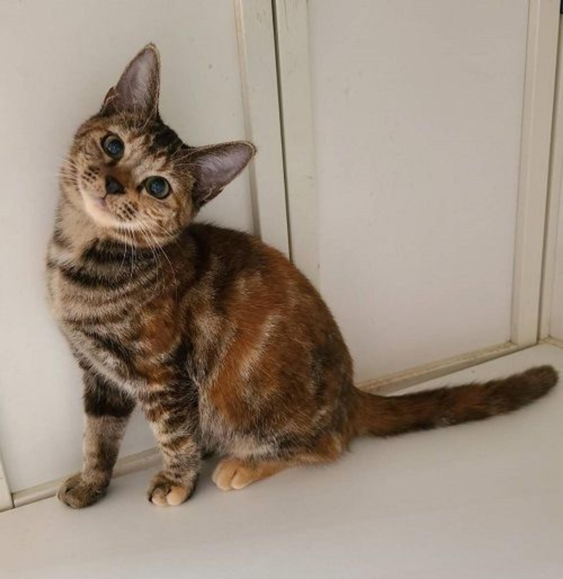 pet-image-2
