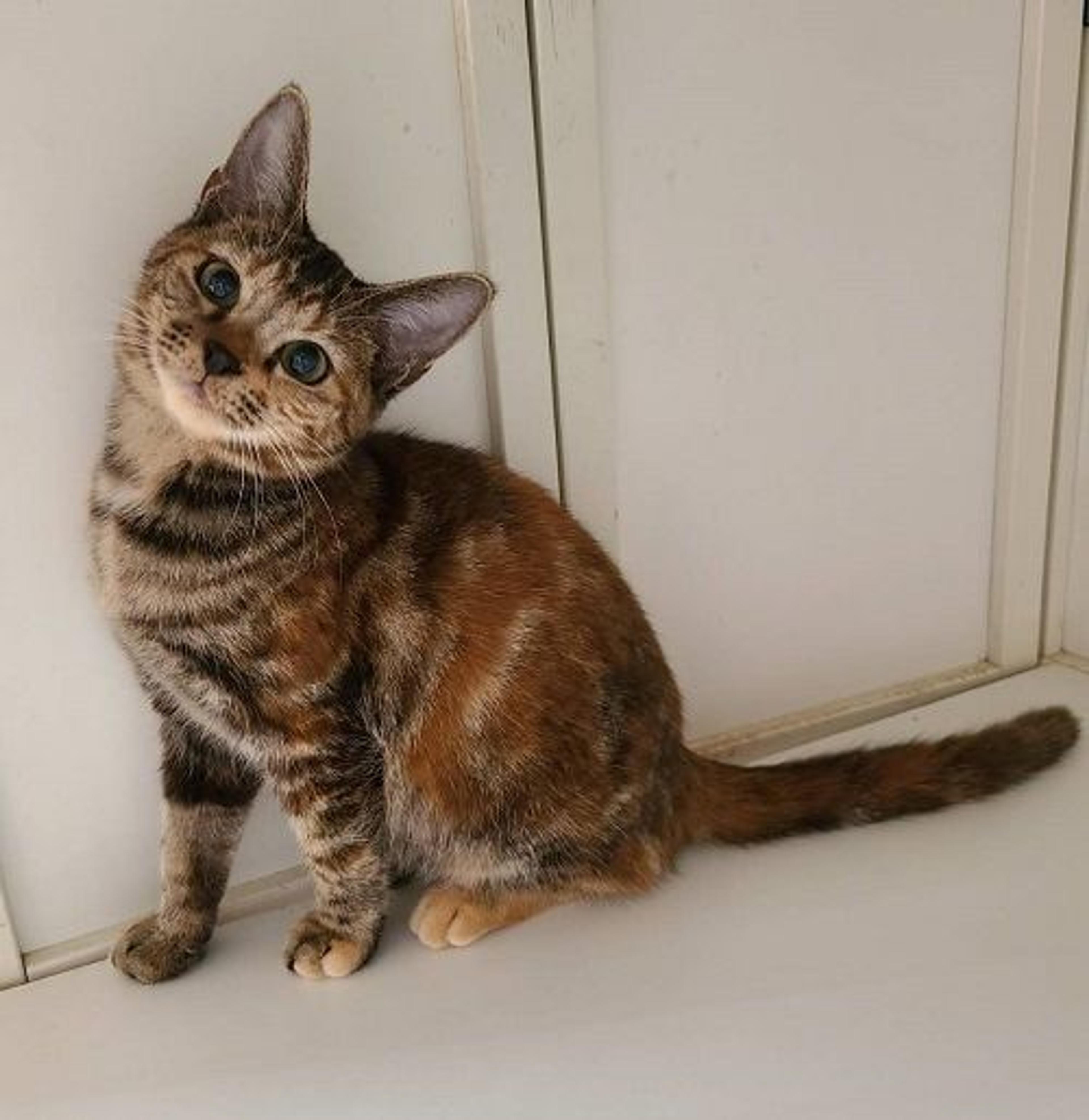 pet-image-2