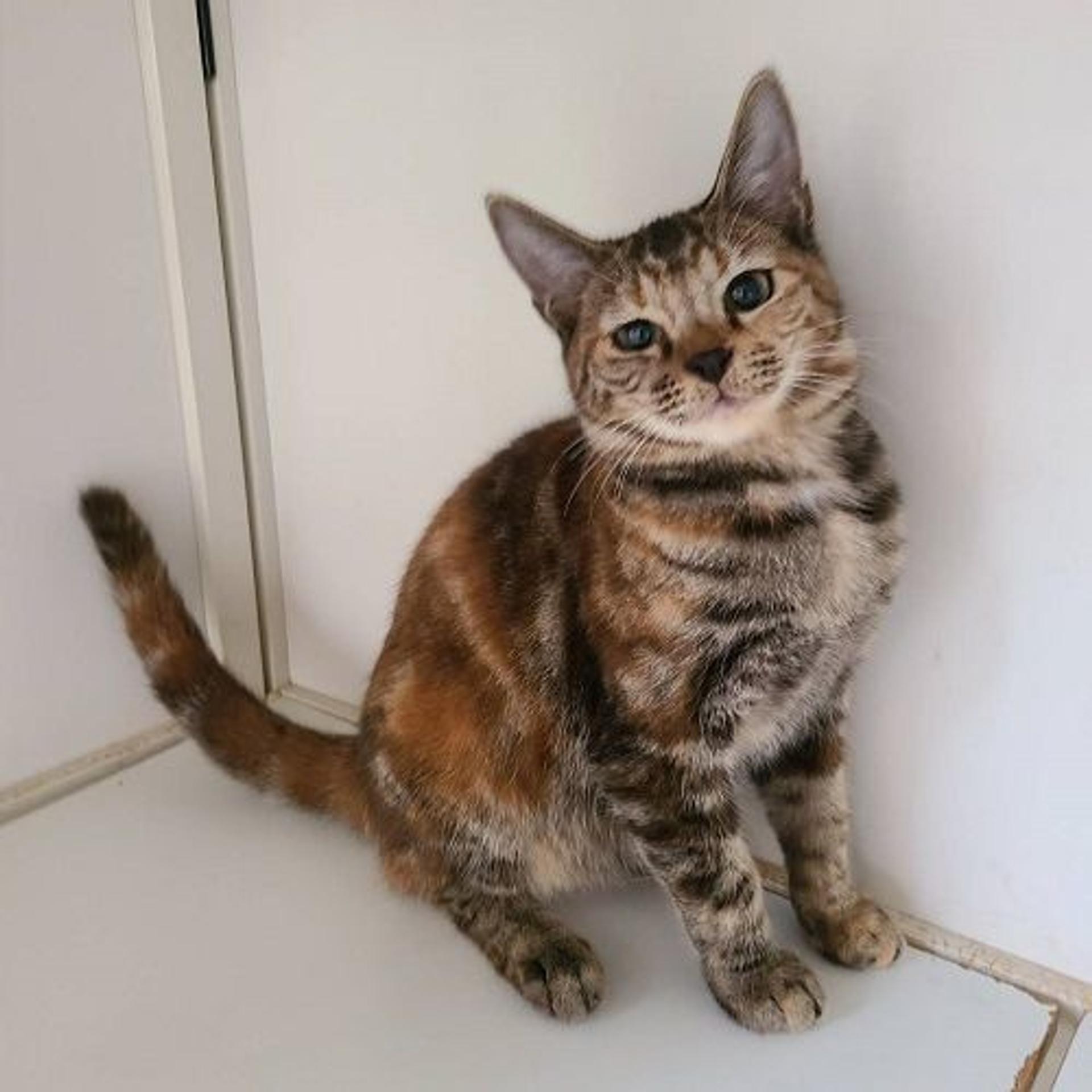 pet-image-3