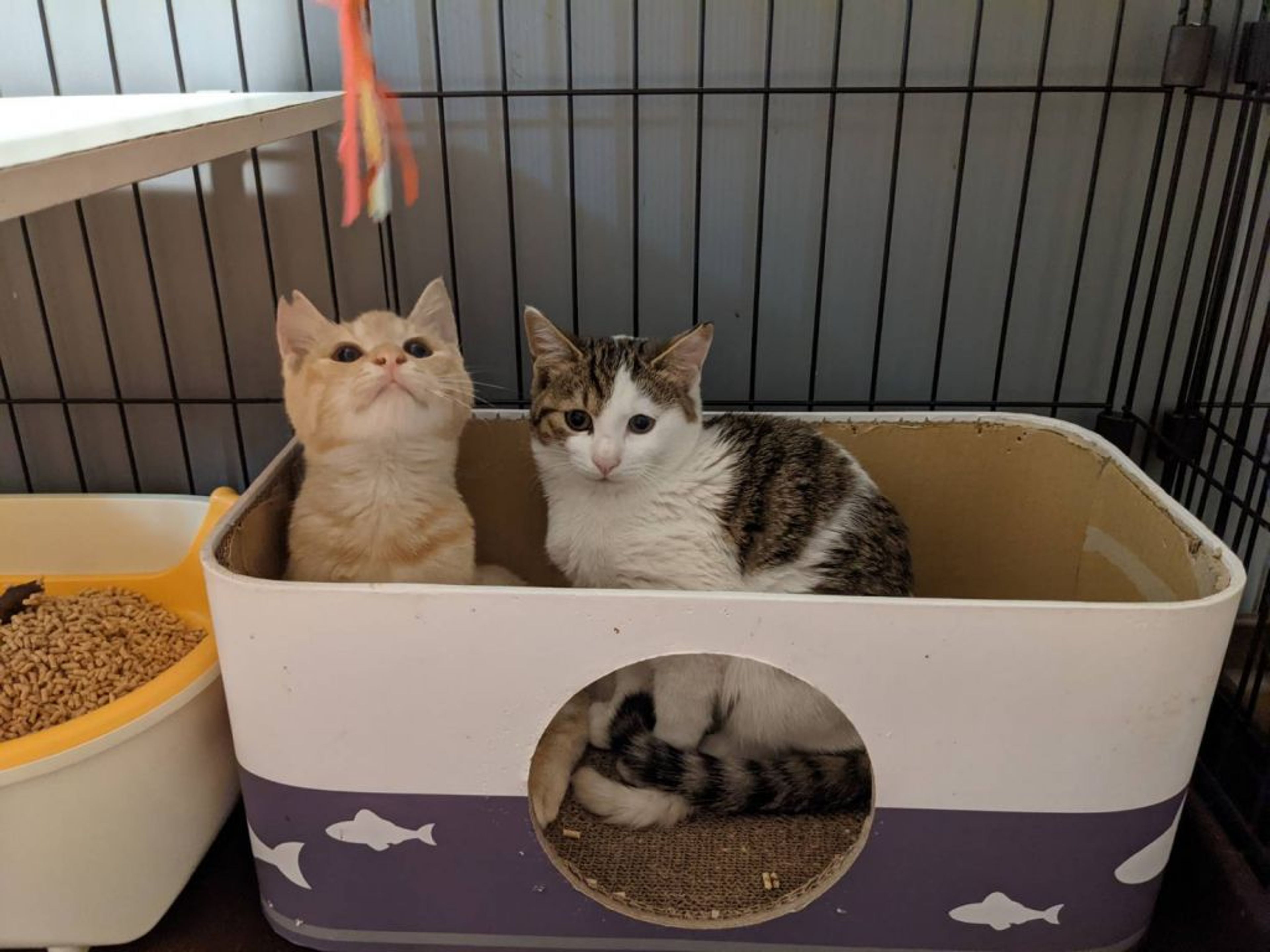 pet-image-2