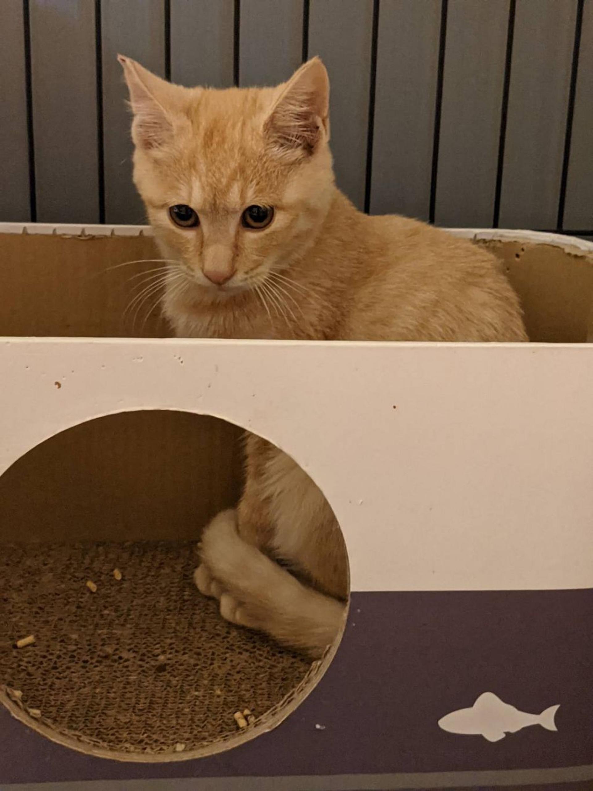 pet-image-3