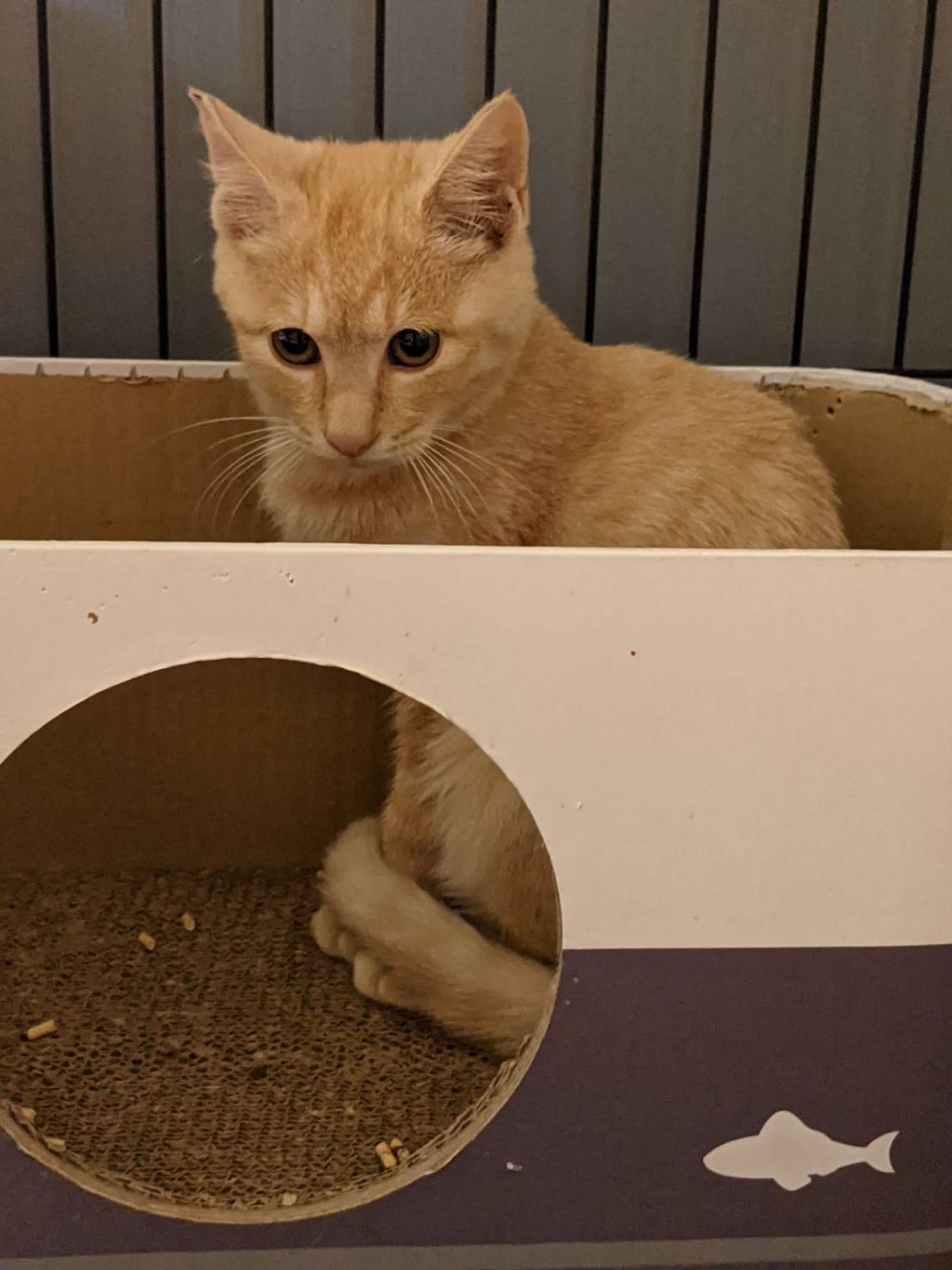 pet-image-3