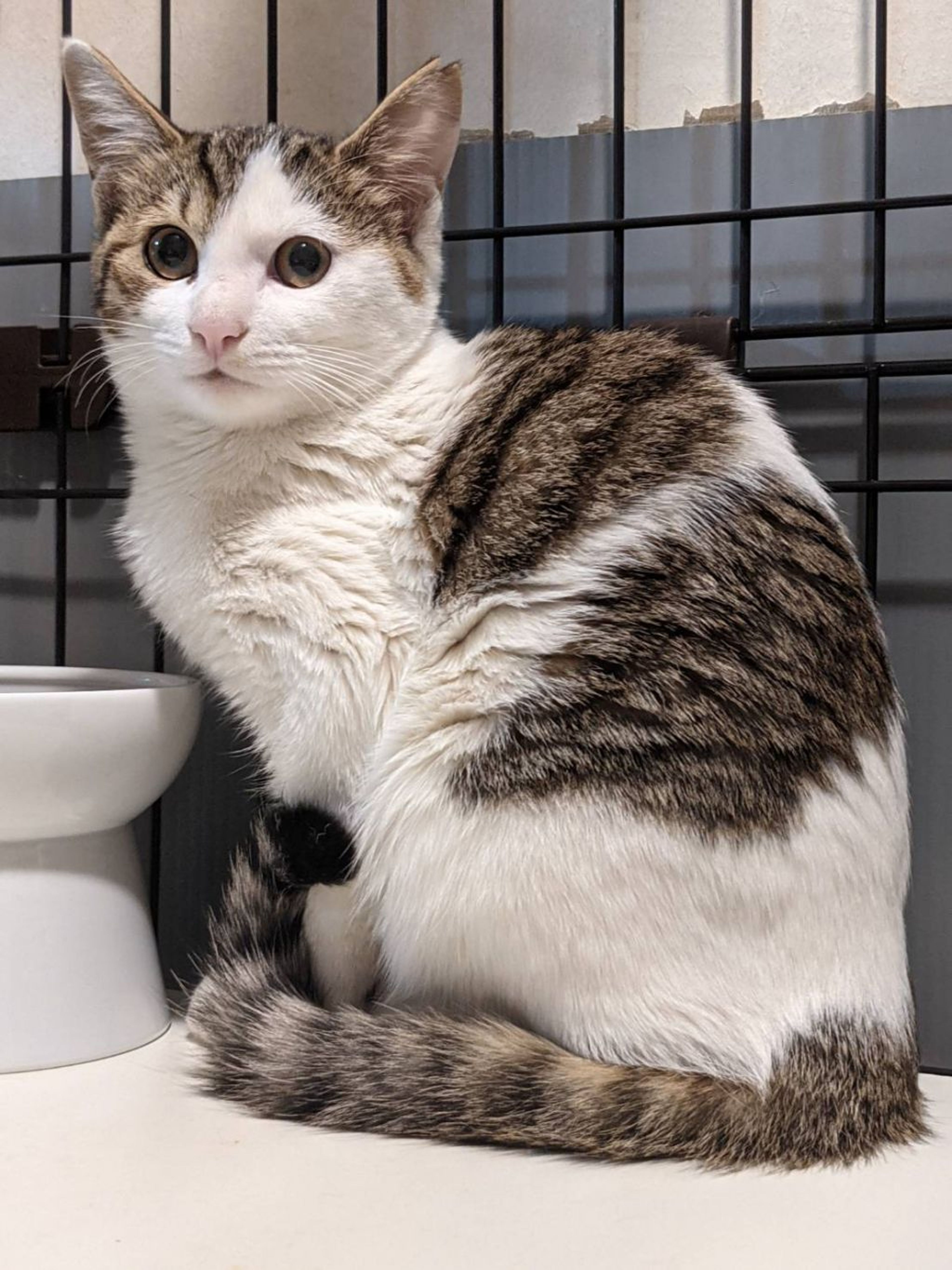 雑種（ミックス猫）・メスの里親募集の写真