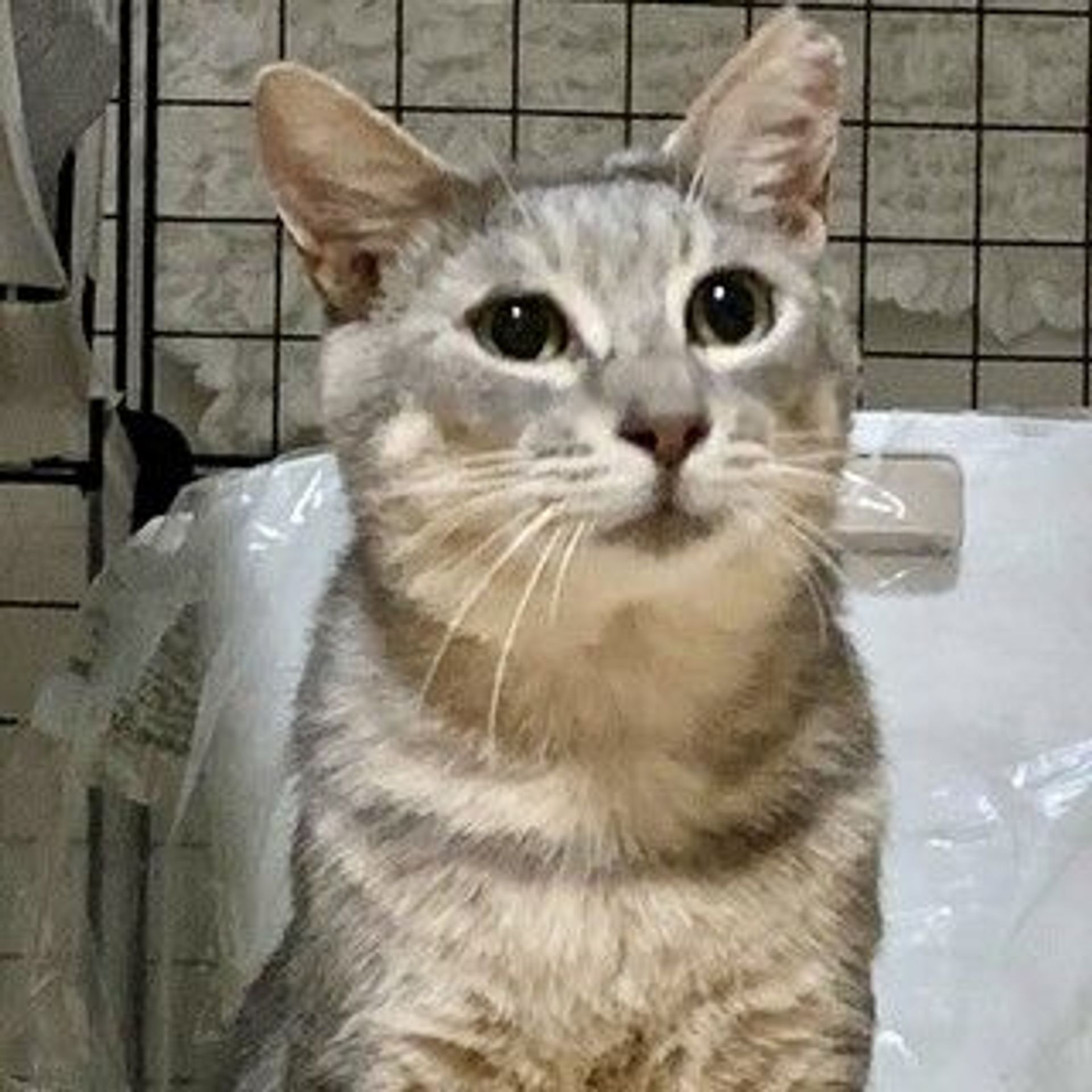 雑種（ミックス猫）・オスの里親募集の写真