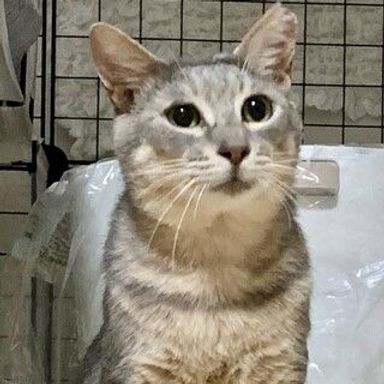 こまつくんの写真