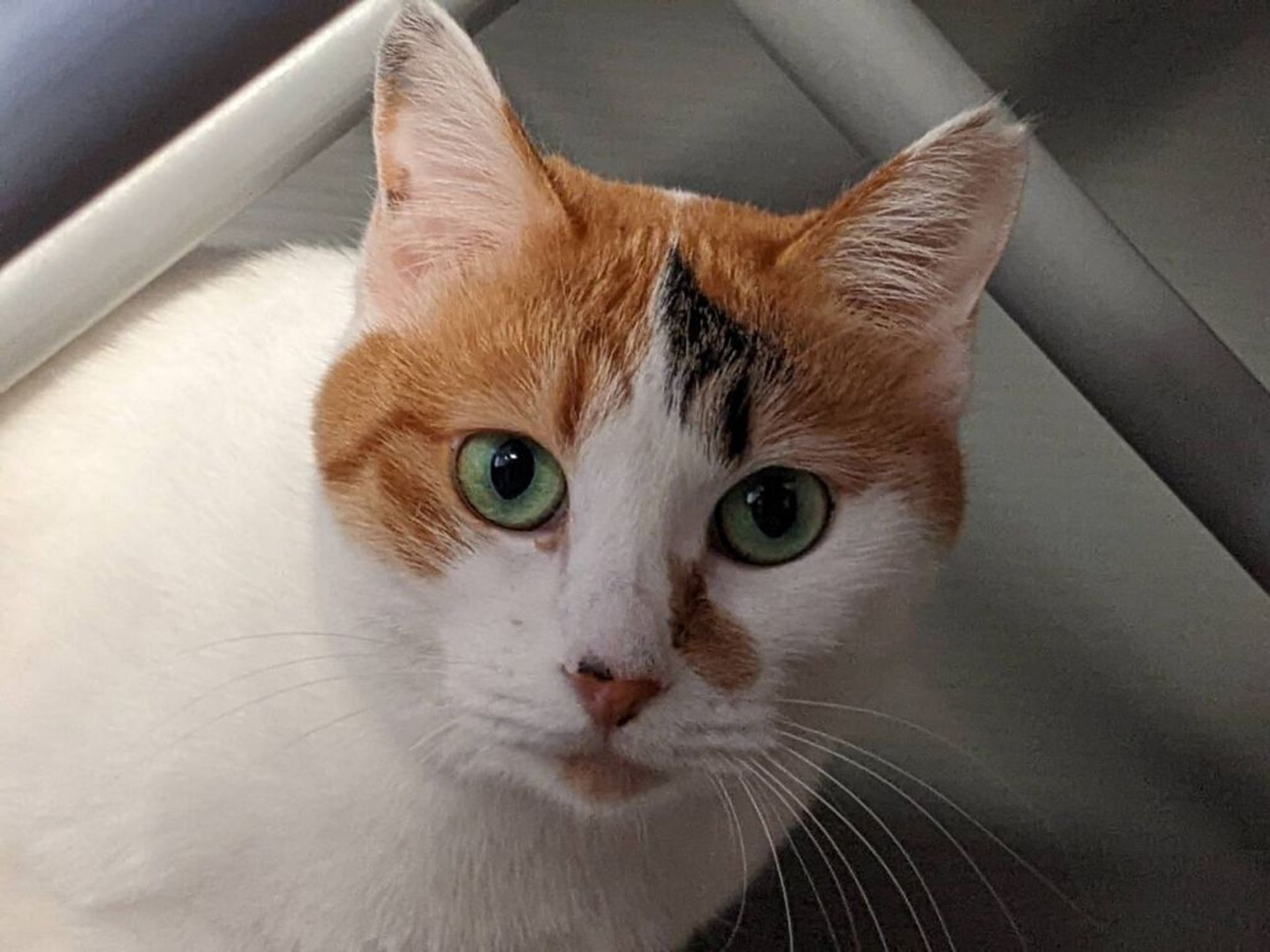 雑種（ミックス猫）・メスの里親募集の写真