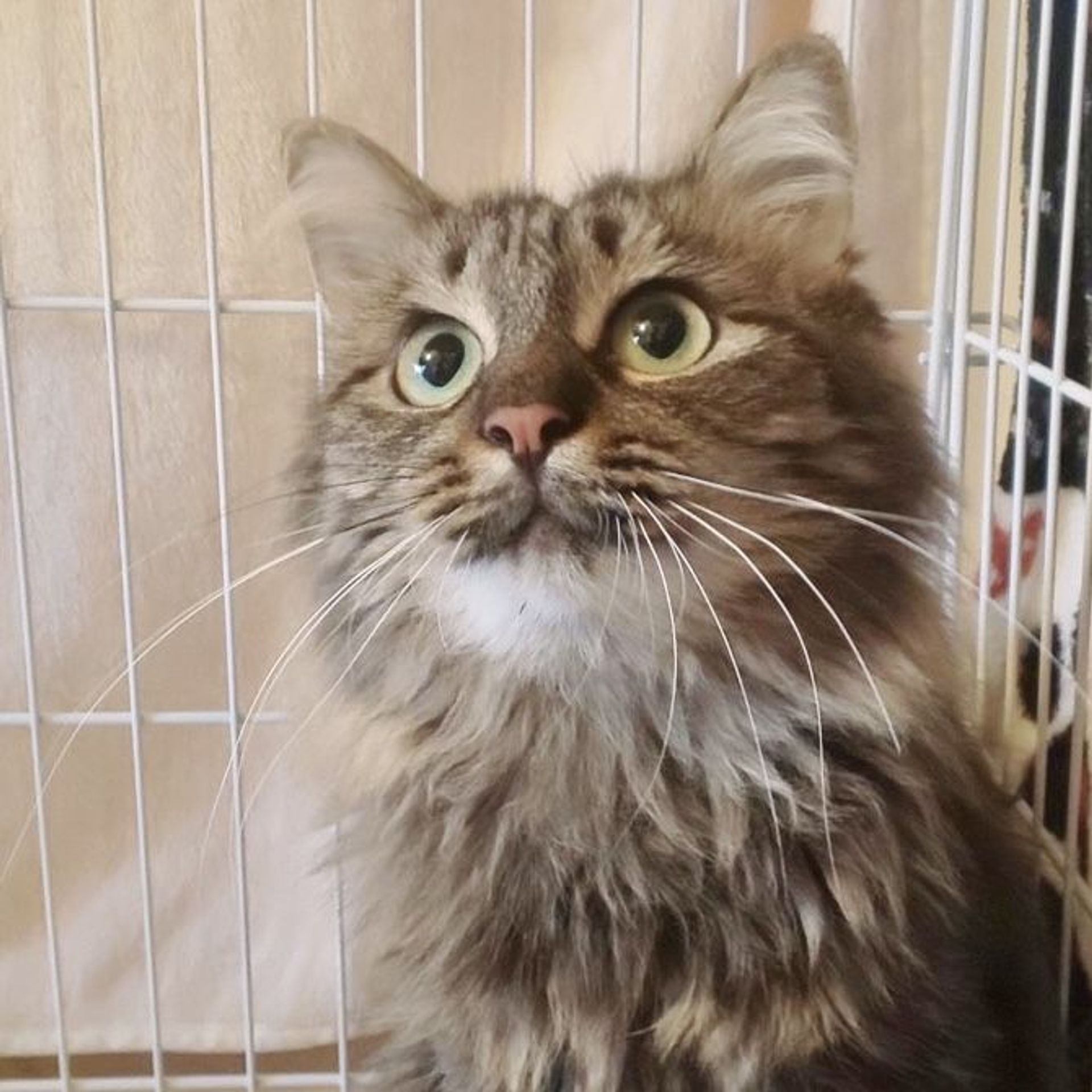 雑種（ミックス猫）・メスの里親募集の写真