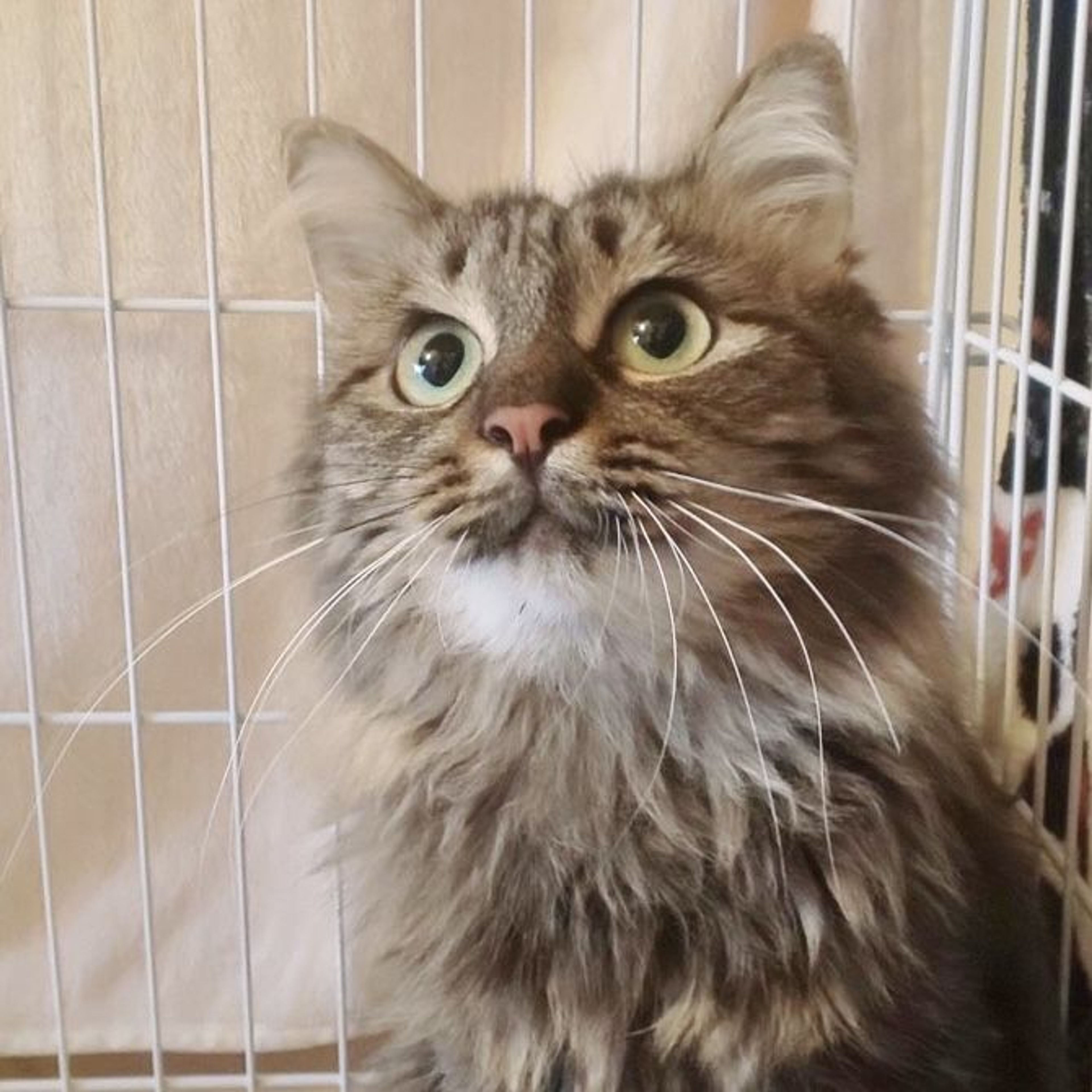 雑種（ミックス猫）・メスの里親募集の写真