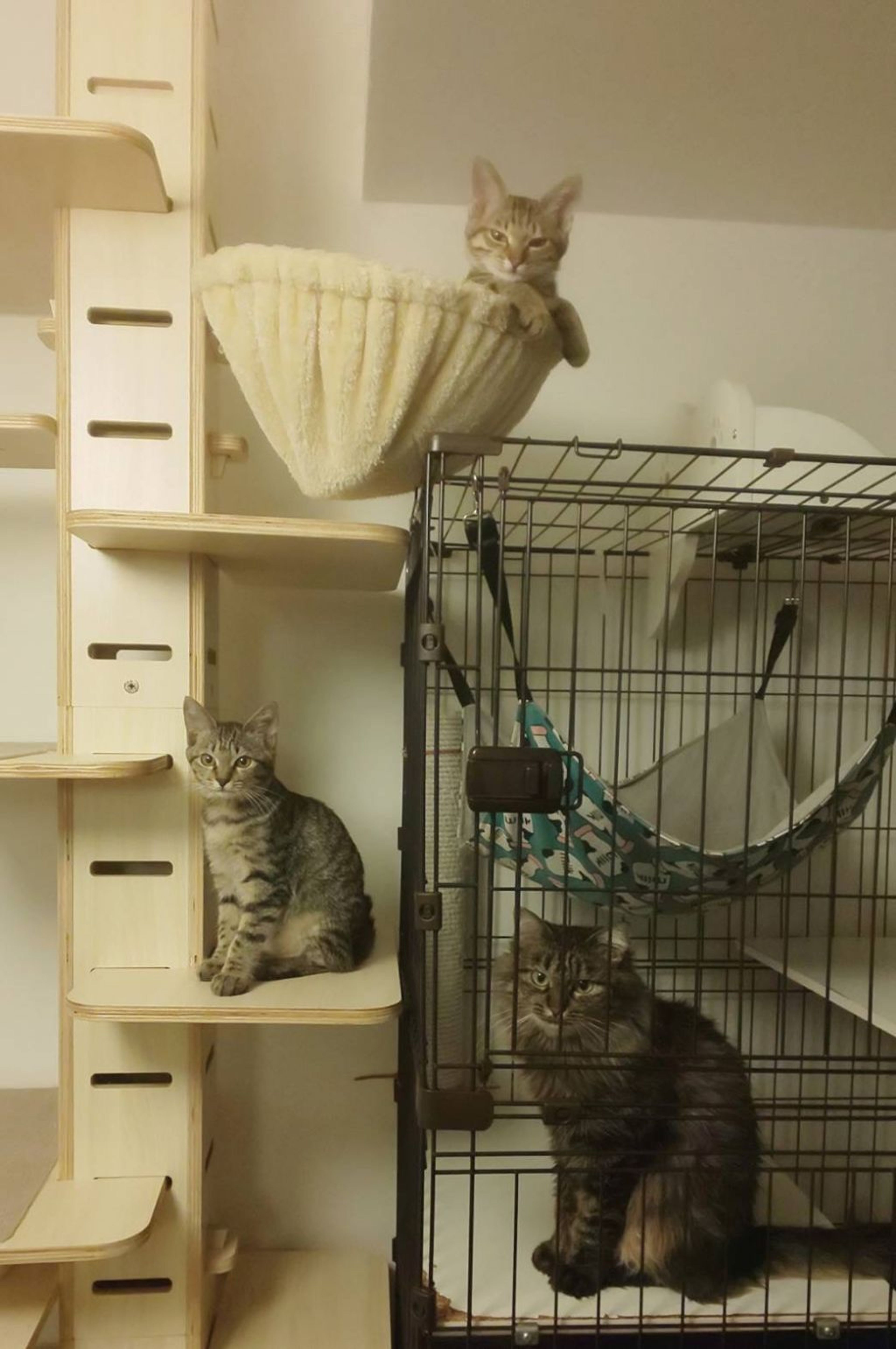 pet-image-2