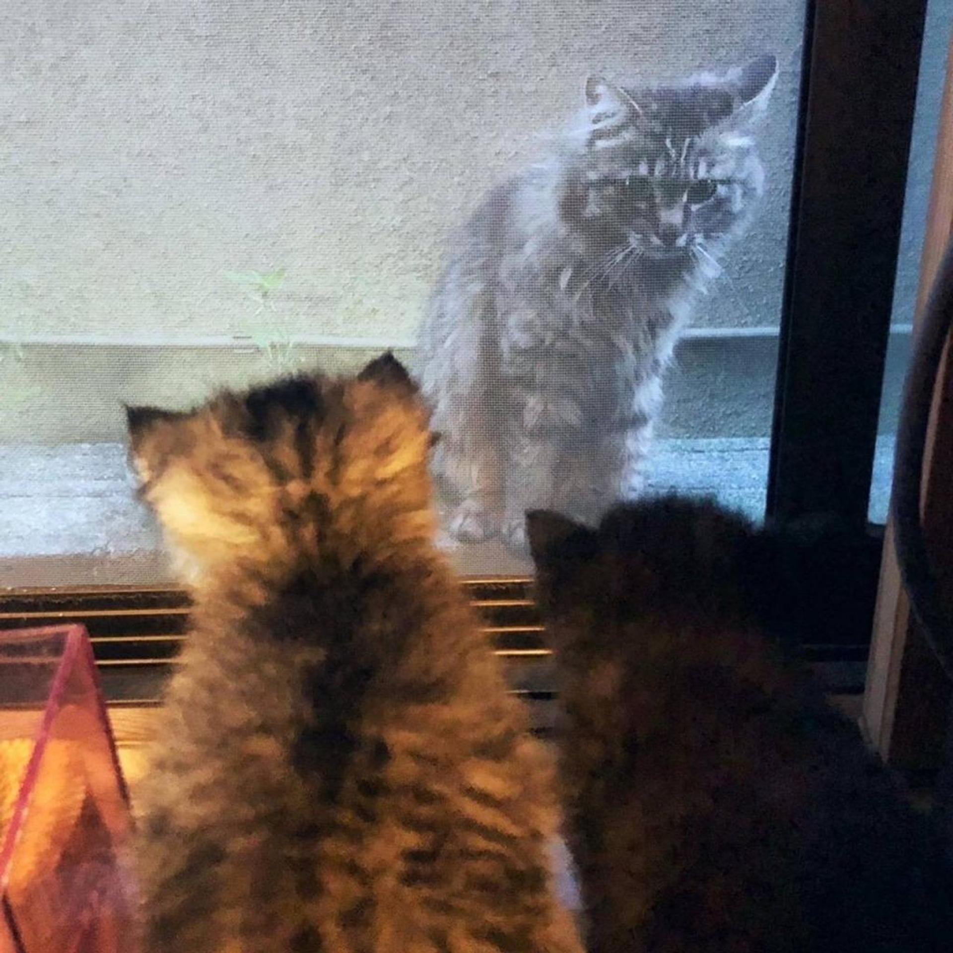 pet-image-6