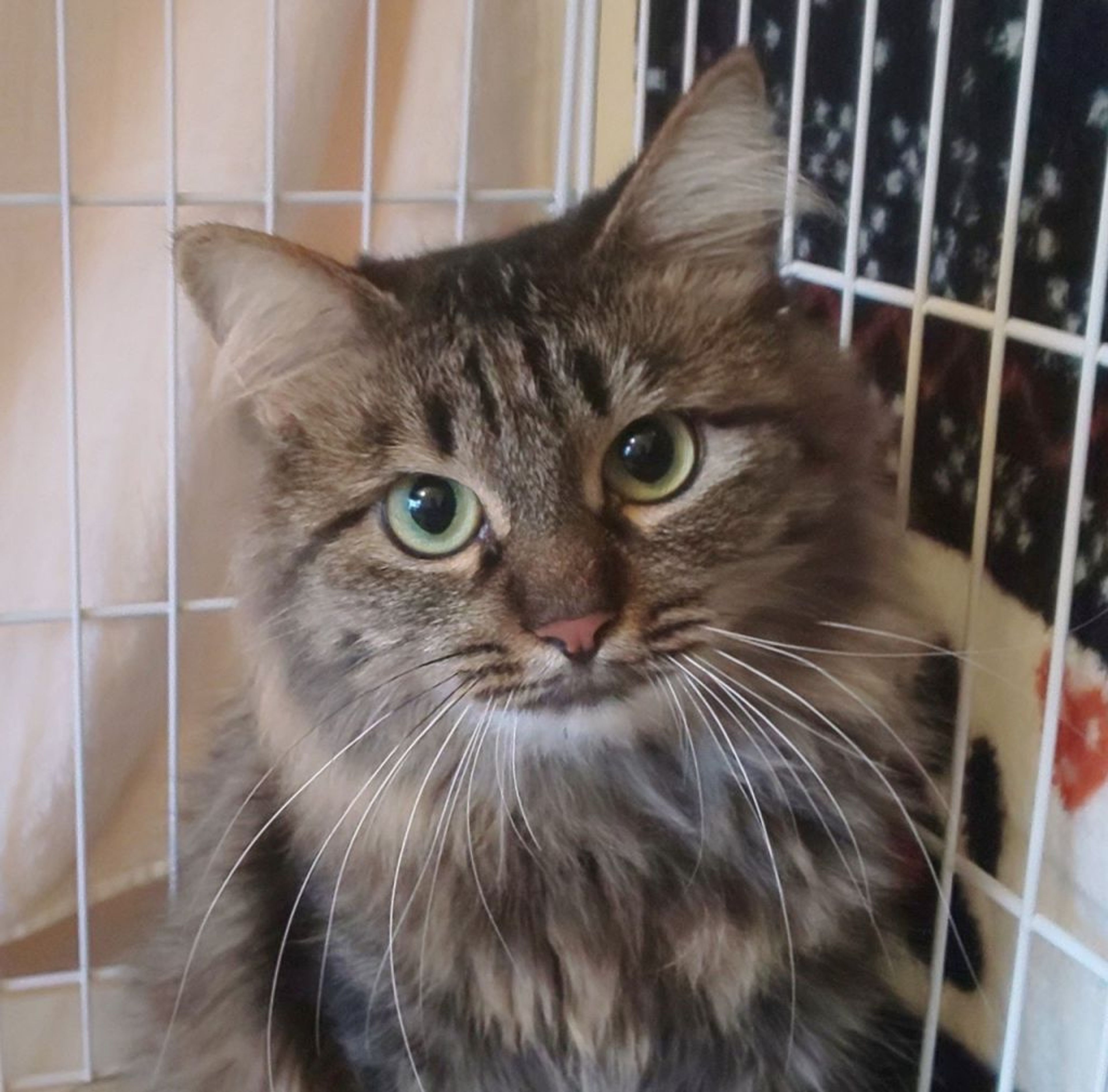 pet-image-9