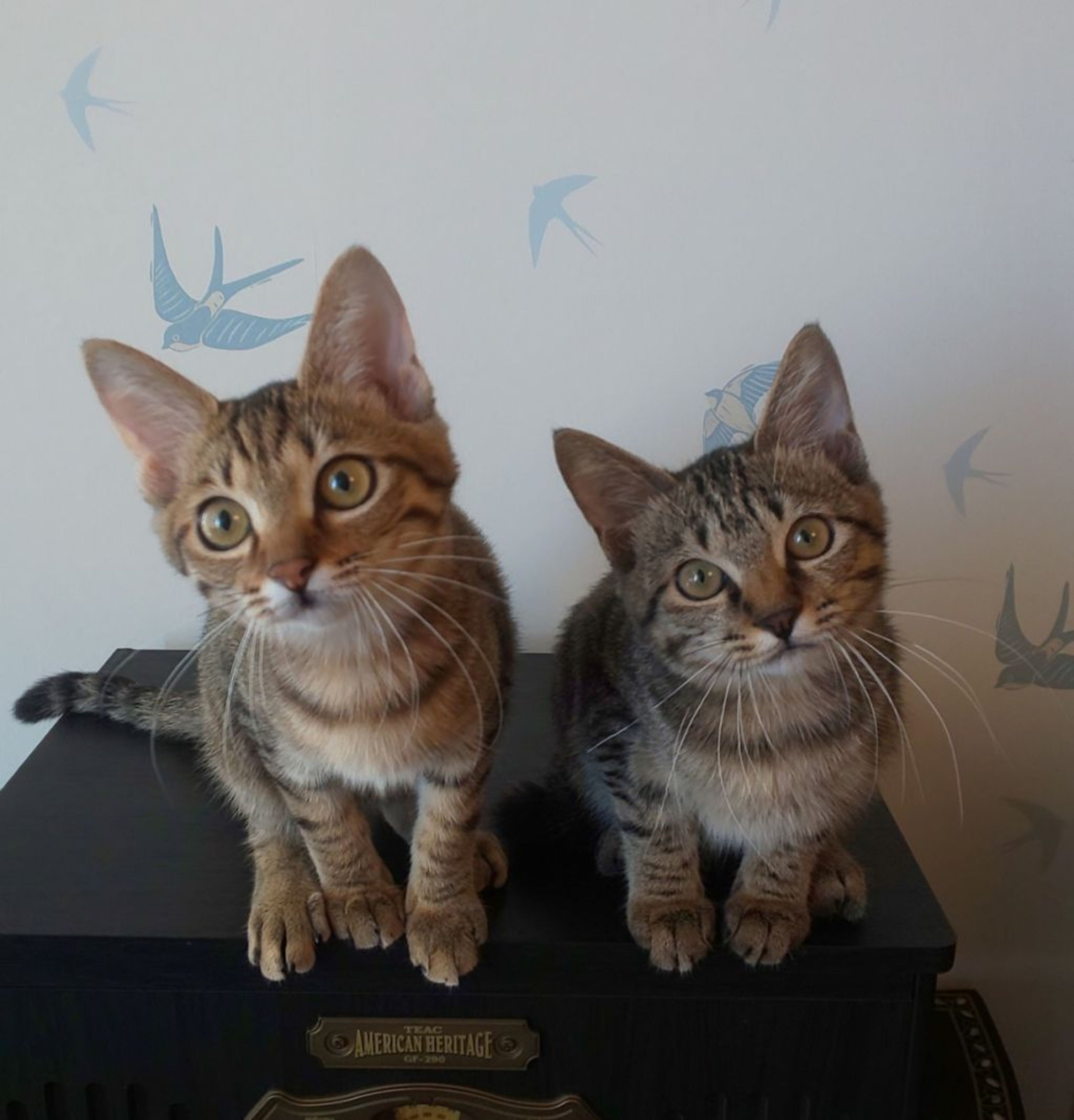 pet-image-3