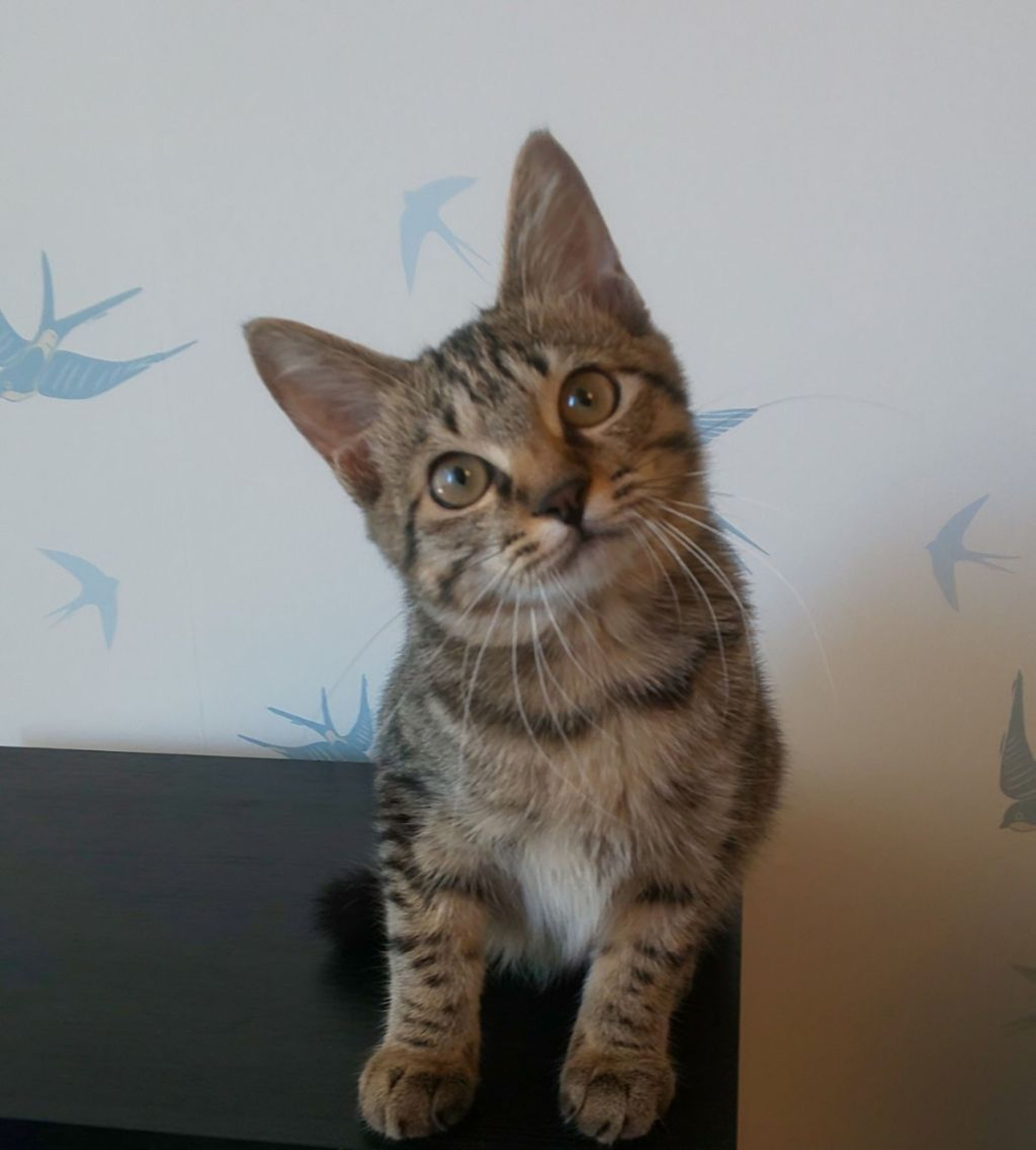 pet-image-5