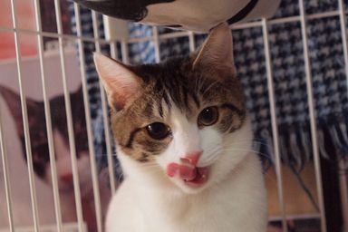 博(ひろし)の写真