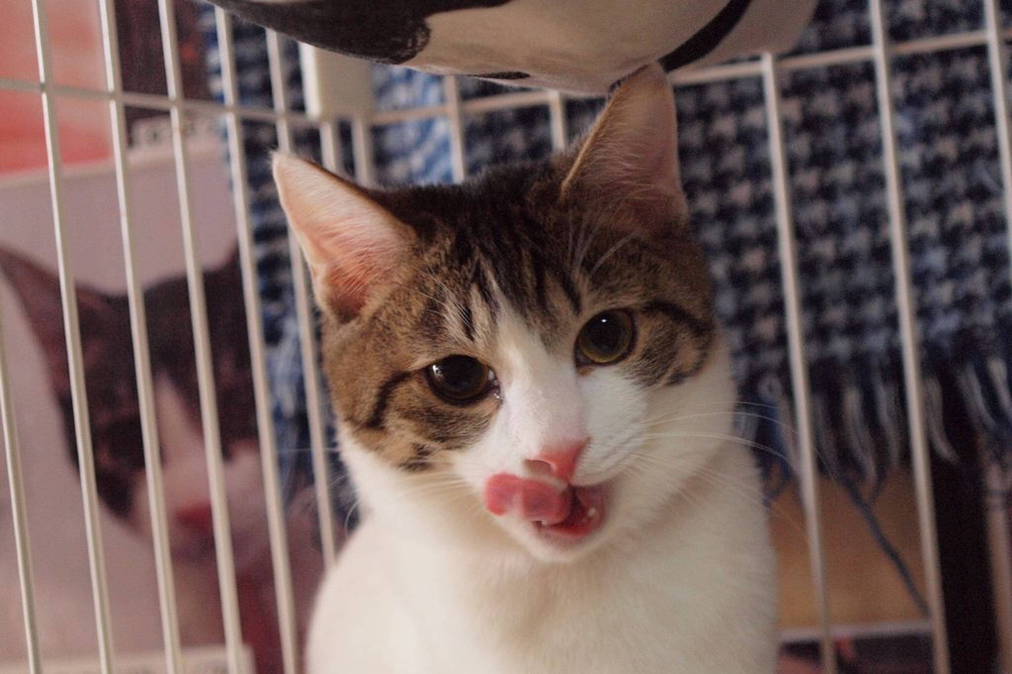 雑種（ミックス猫）・オスの里親募集の写真