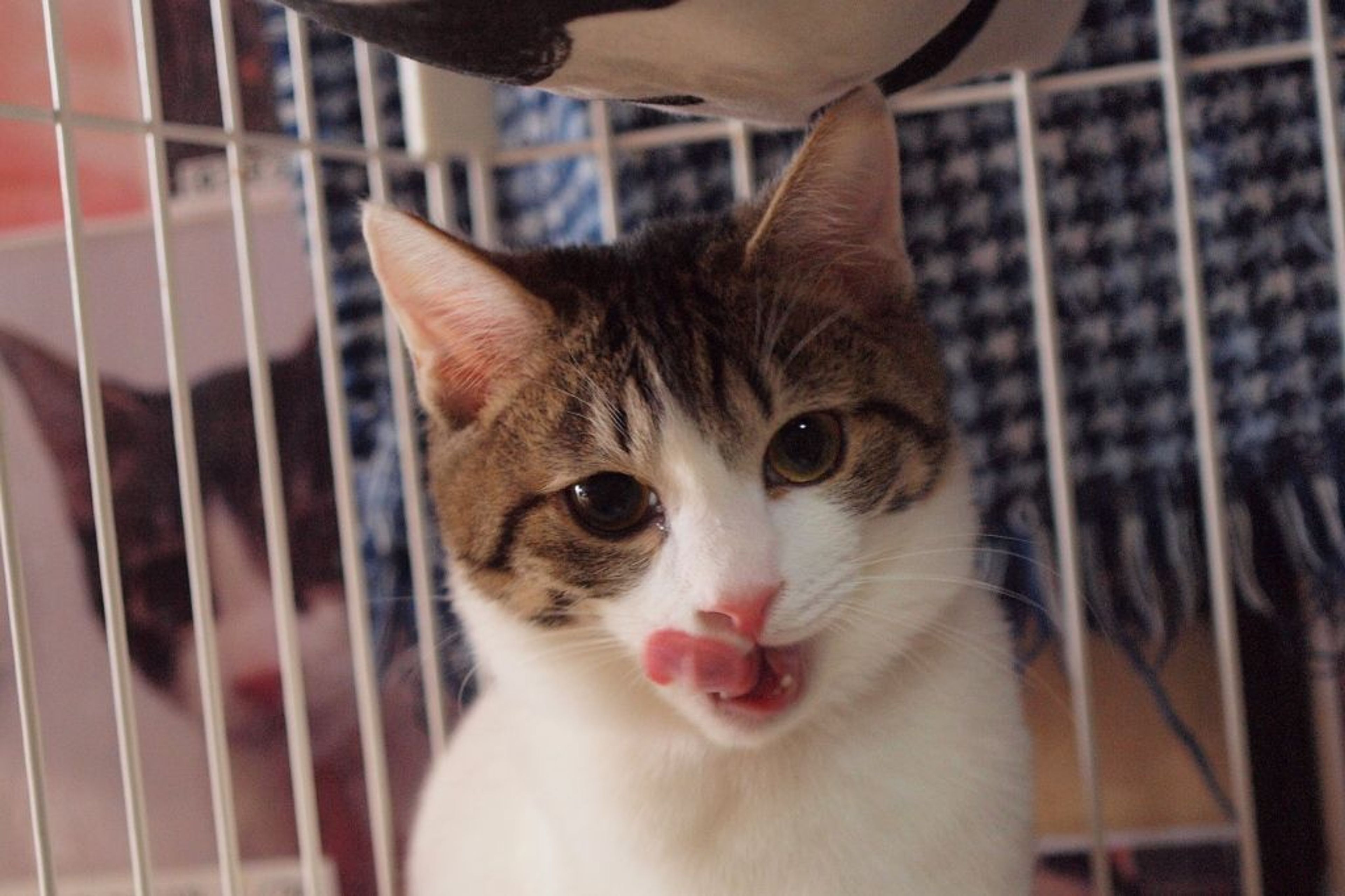 雑種（ミックス猫）・オスの里親募集の写真